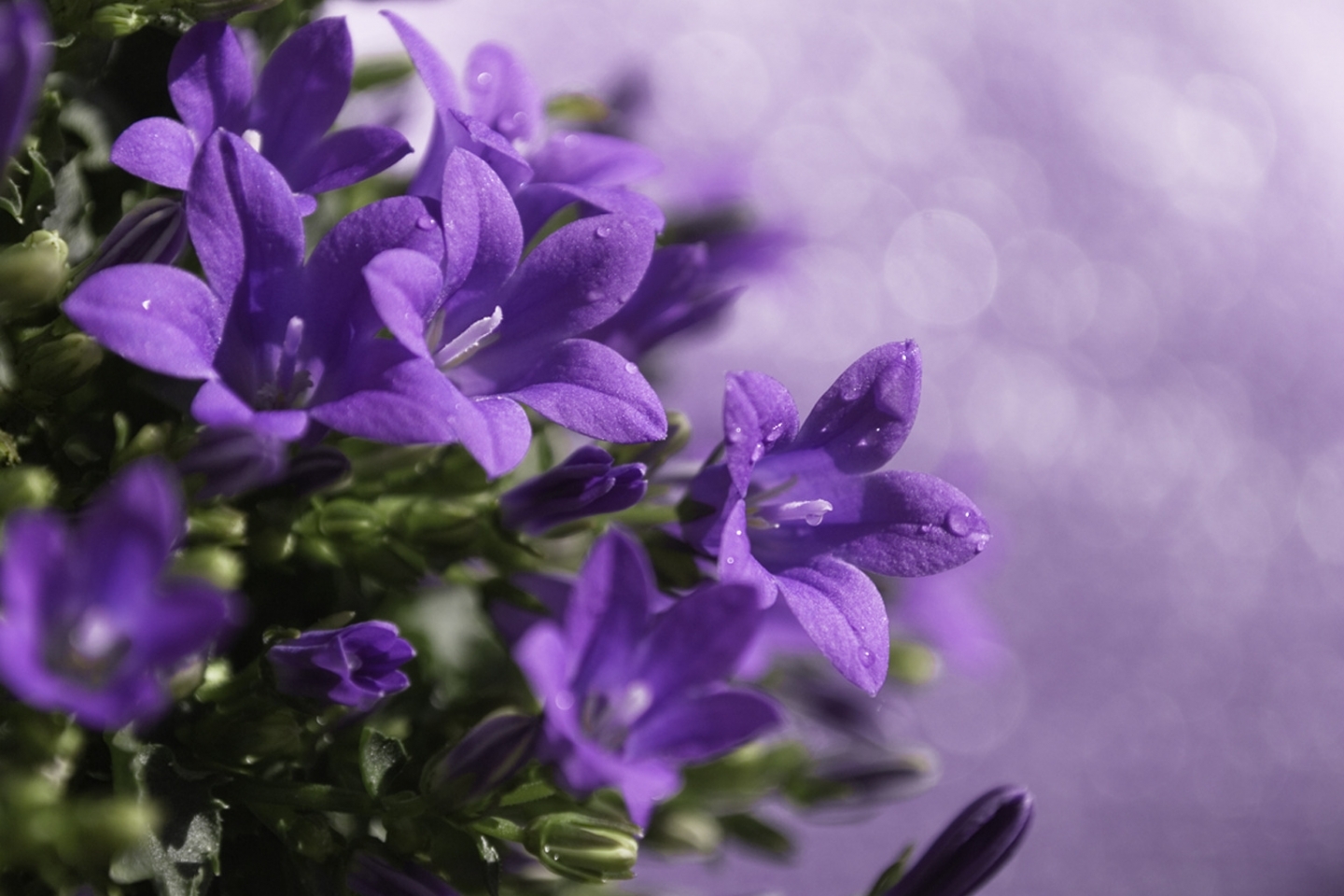 Descarga gratuita de fondo de pantalla para móvil de Flores, Plantas, Violeta.