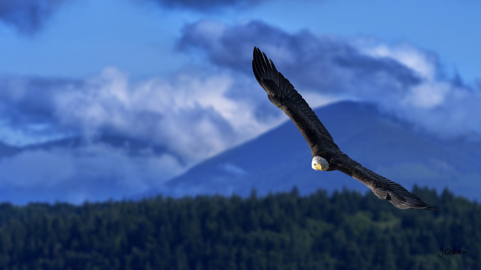 Free download wallpaper Birds, Bird, Animal, Bald Eagle, Bird Of Prey on your PC desktop