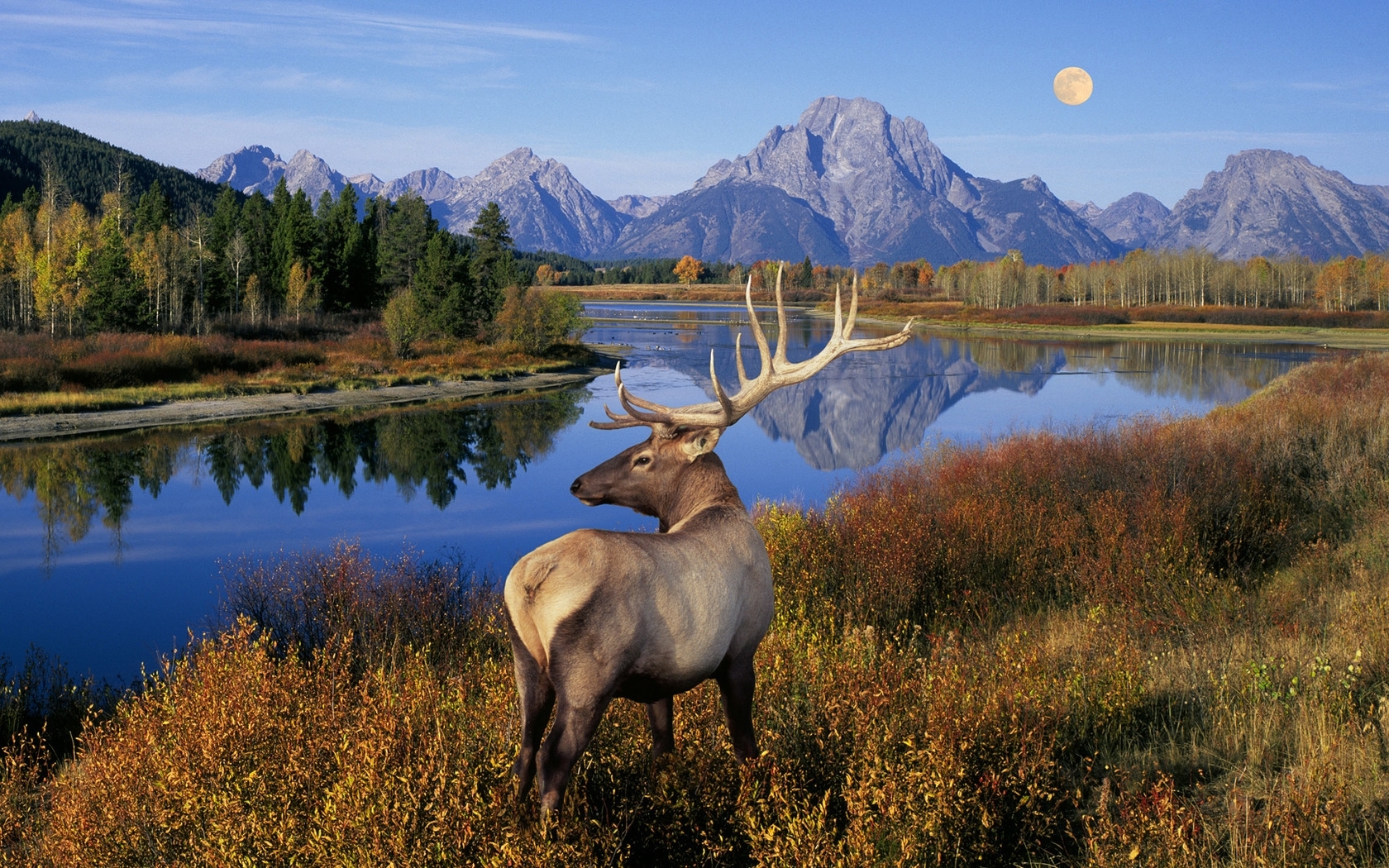 43635 descargar imagen animales, naturaleza, ciervos, paisaje: fondos de pantalla y protectores de pantalla gratis