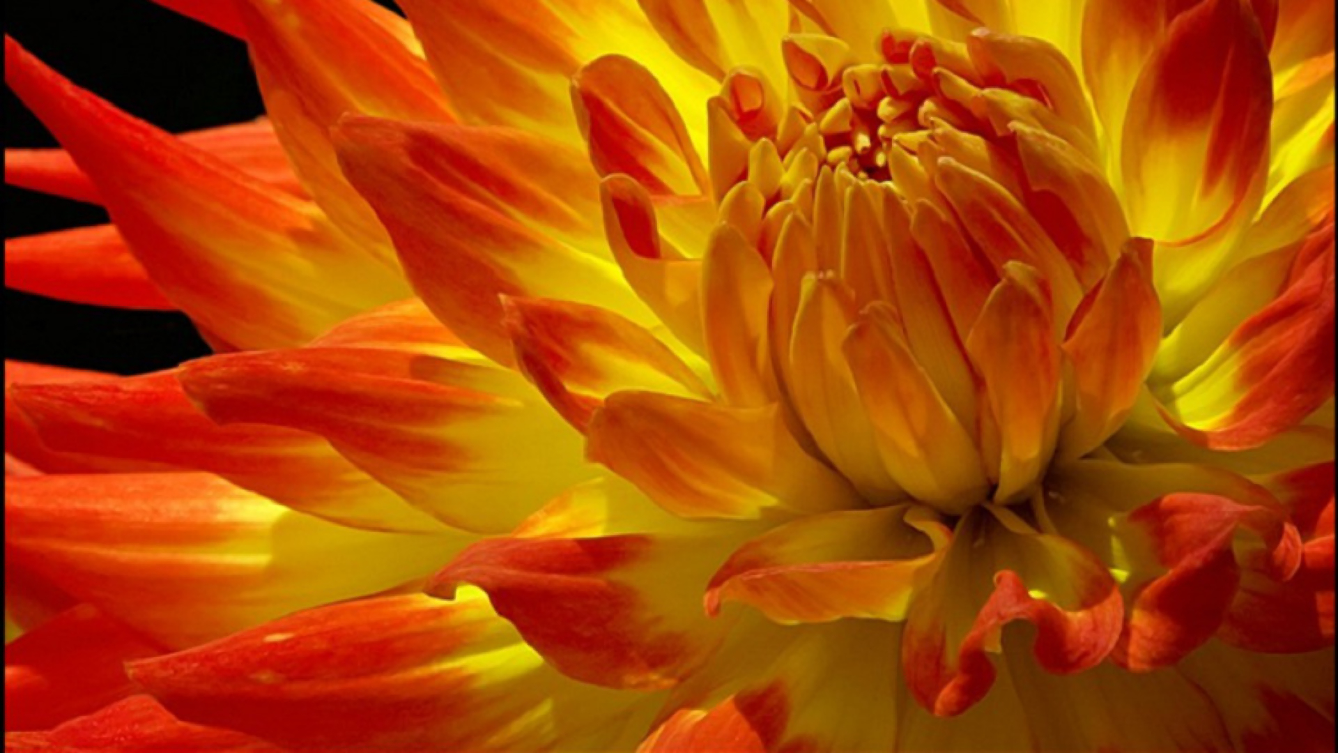 382040 télécharger l'image fleur jaune, terre/nature, dahlia, fermer, fleur, fleurs - fonds d'écran et économiseurs d'écran gratuits