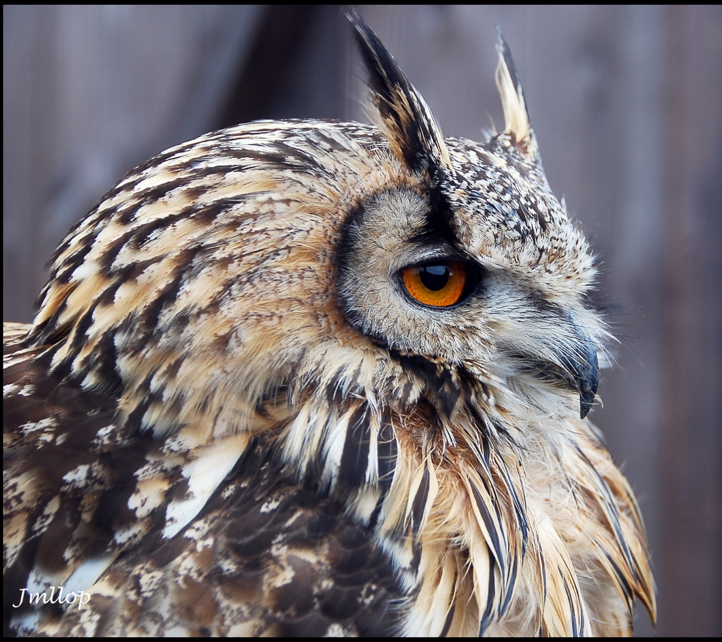 Téléchargez des papiers peints mobile Animaux, Hibou, Des Oiseaux gratuitement.