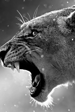 Download mobile wallpaper Cats, Lion, Animal, Black & White for free.