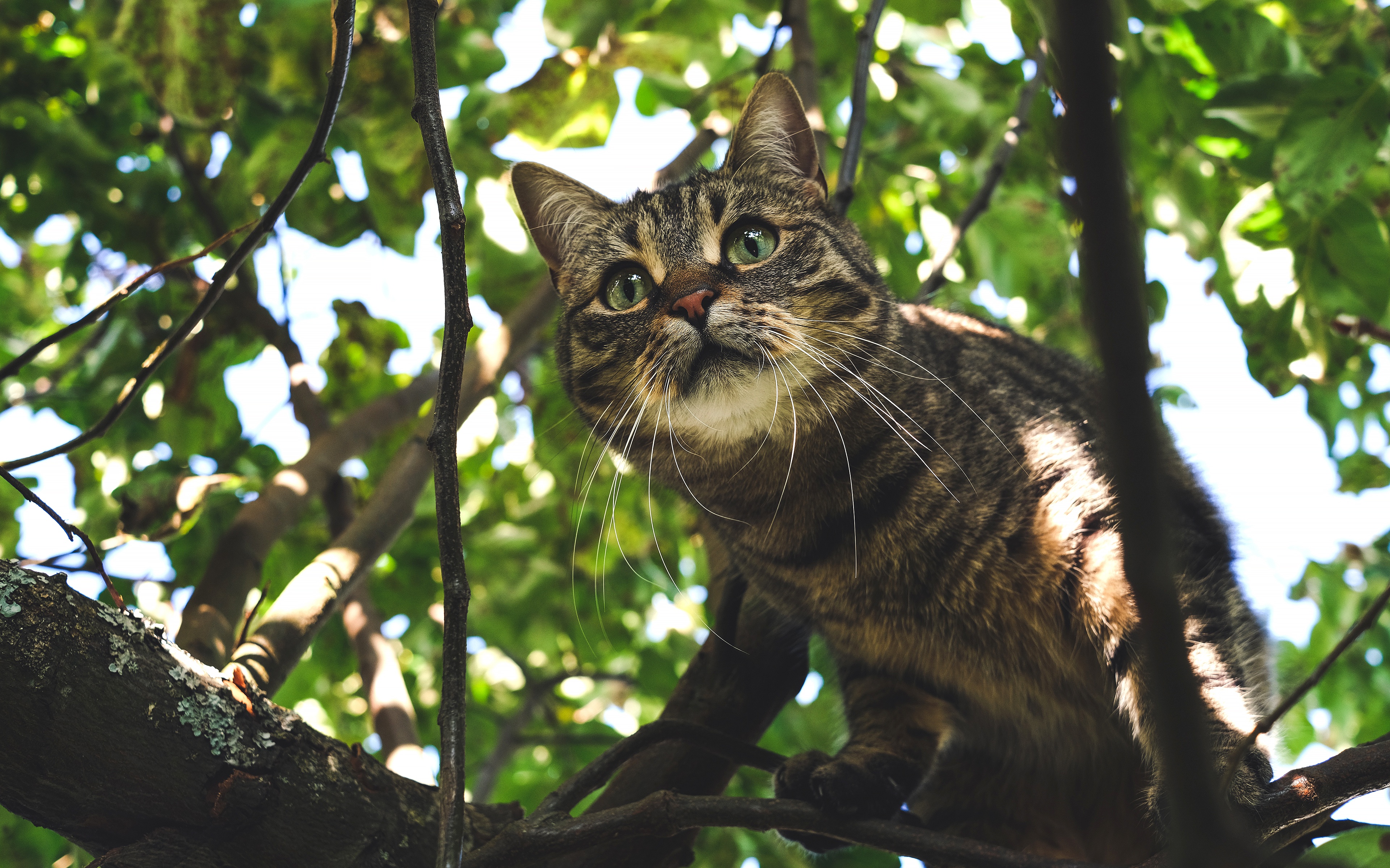 Handy-Wallpaper Tiere, Katzen, Katze kostenlos herunterladen.