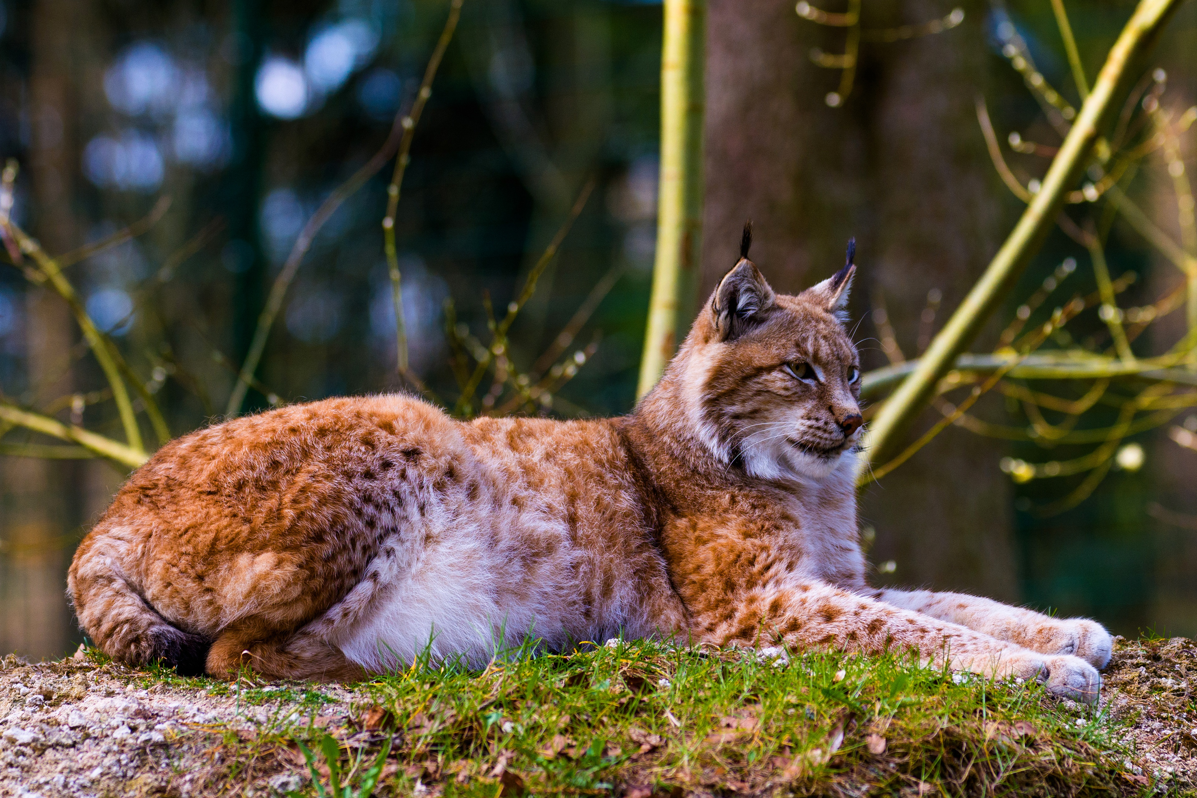 Laden Sie das Tiere, Katzen, Luchs-Bild kostenlos auf Ihren PC-Desktop herunter