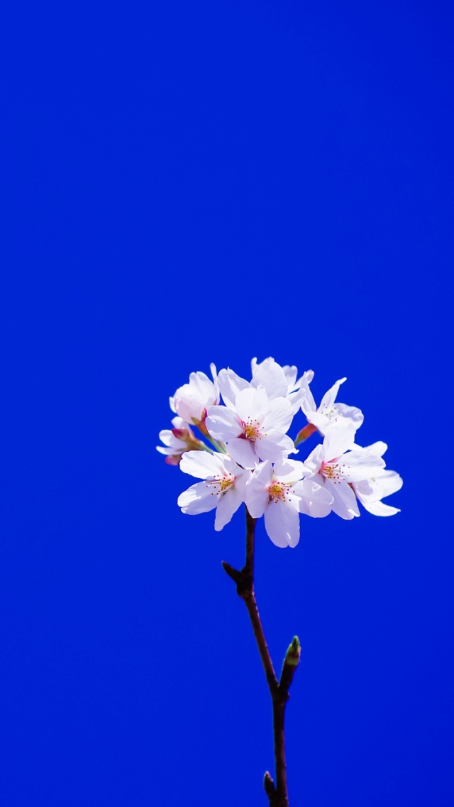 Download mobile wallpaper Flowers, Earth, Blossom for free.