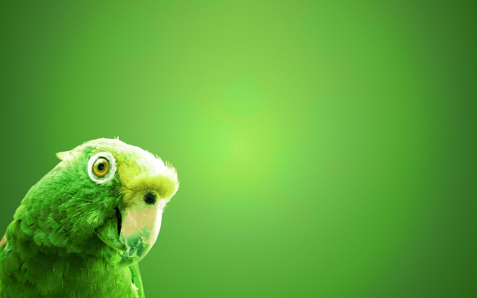 Free download wallpaper Animal, Parrot on your PC desktop