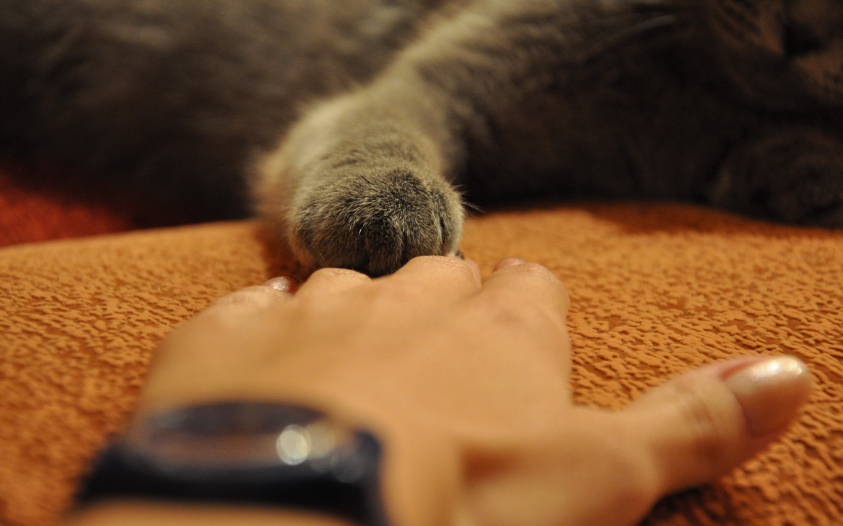 Handy-Wallpaper Tiere, Katzen, Katze kostenlos herunterladen.