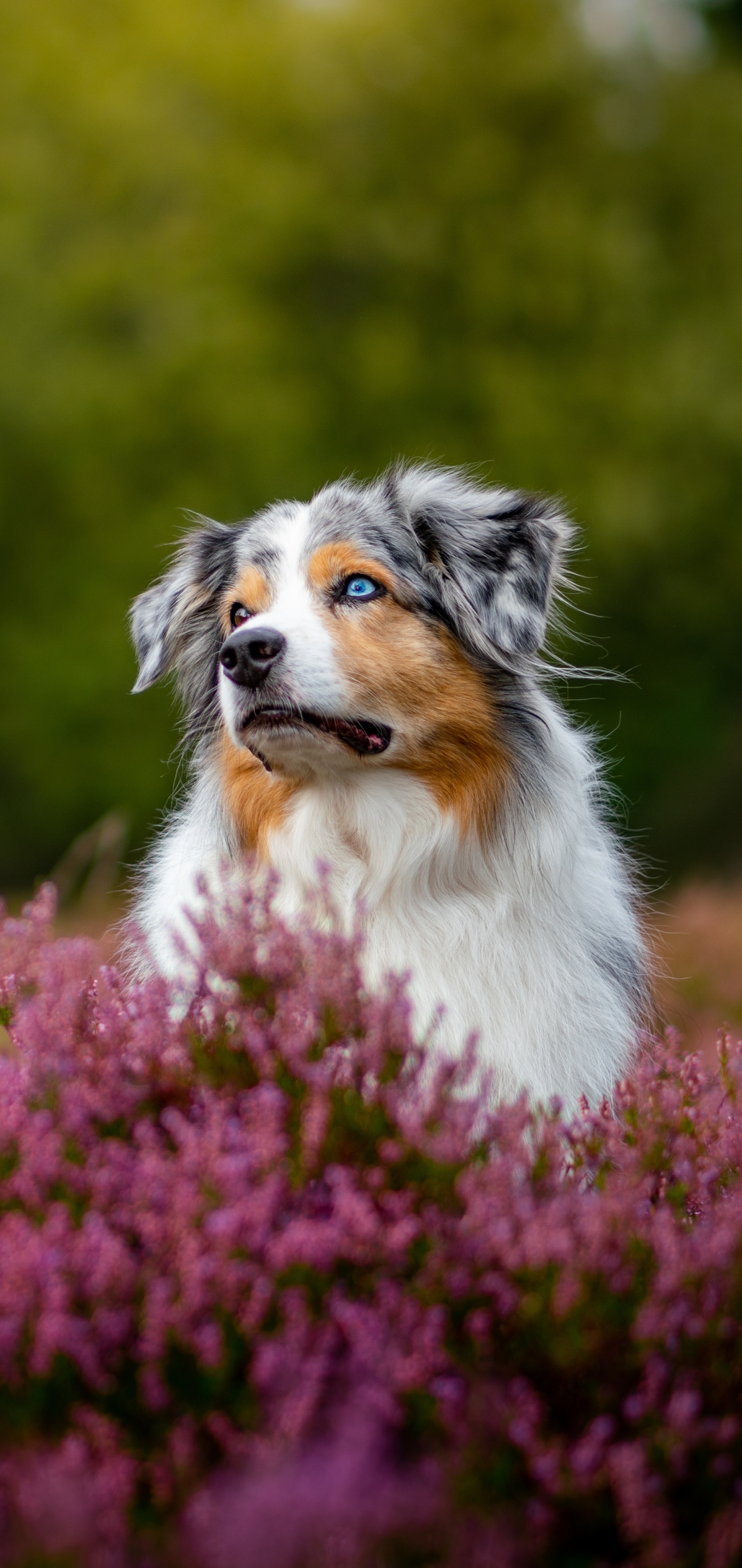 Download mobile wallpaper Dogs, Heather, Flower, Dog, Animal, Australian Shepherd for free.