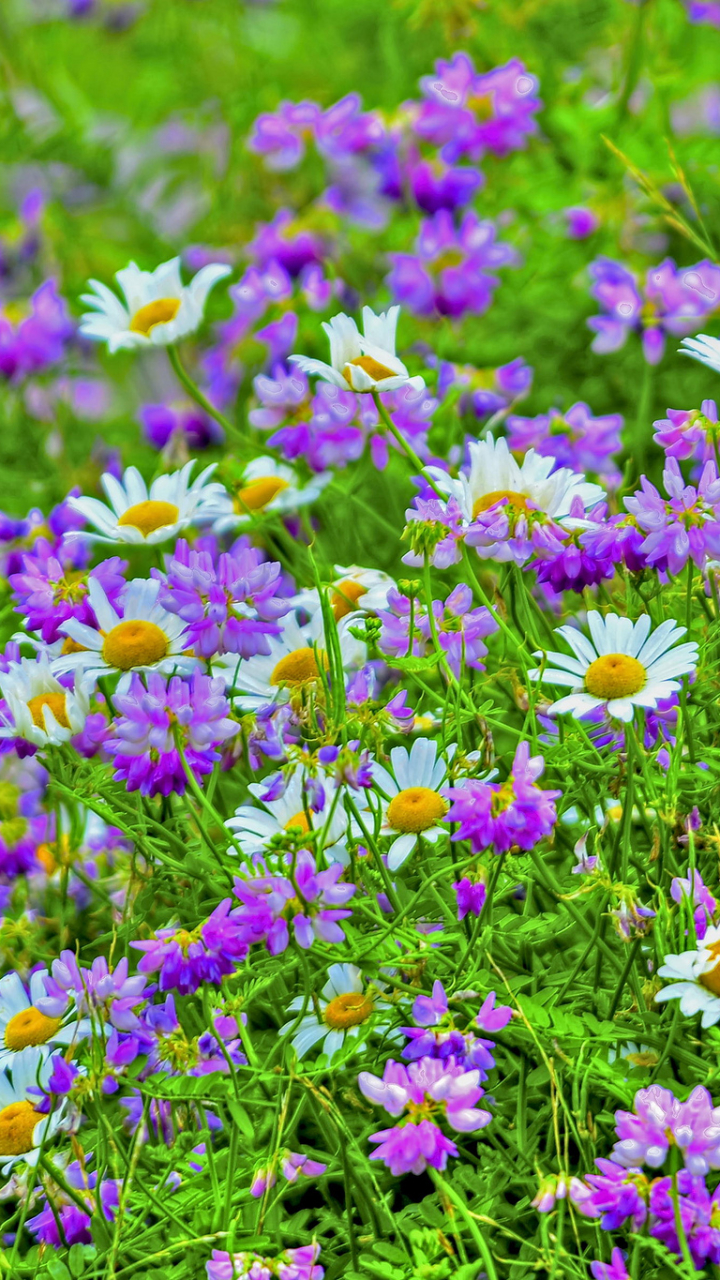 Скачати мобільні шпалери Квітка, Земля, Біла Квітка, Фіолетова Квітка, Дейзі, Флауерзи безкоштовно.