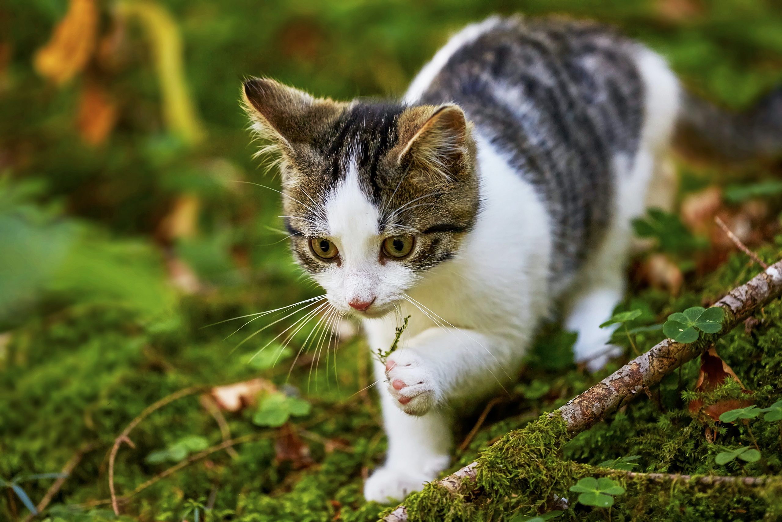 Download mobile wallpaper Cats, Cat, Kitten, Animal, Moss, Baby Animal for free.