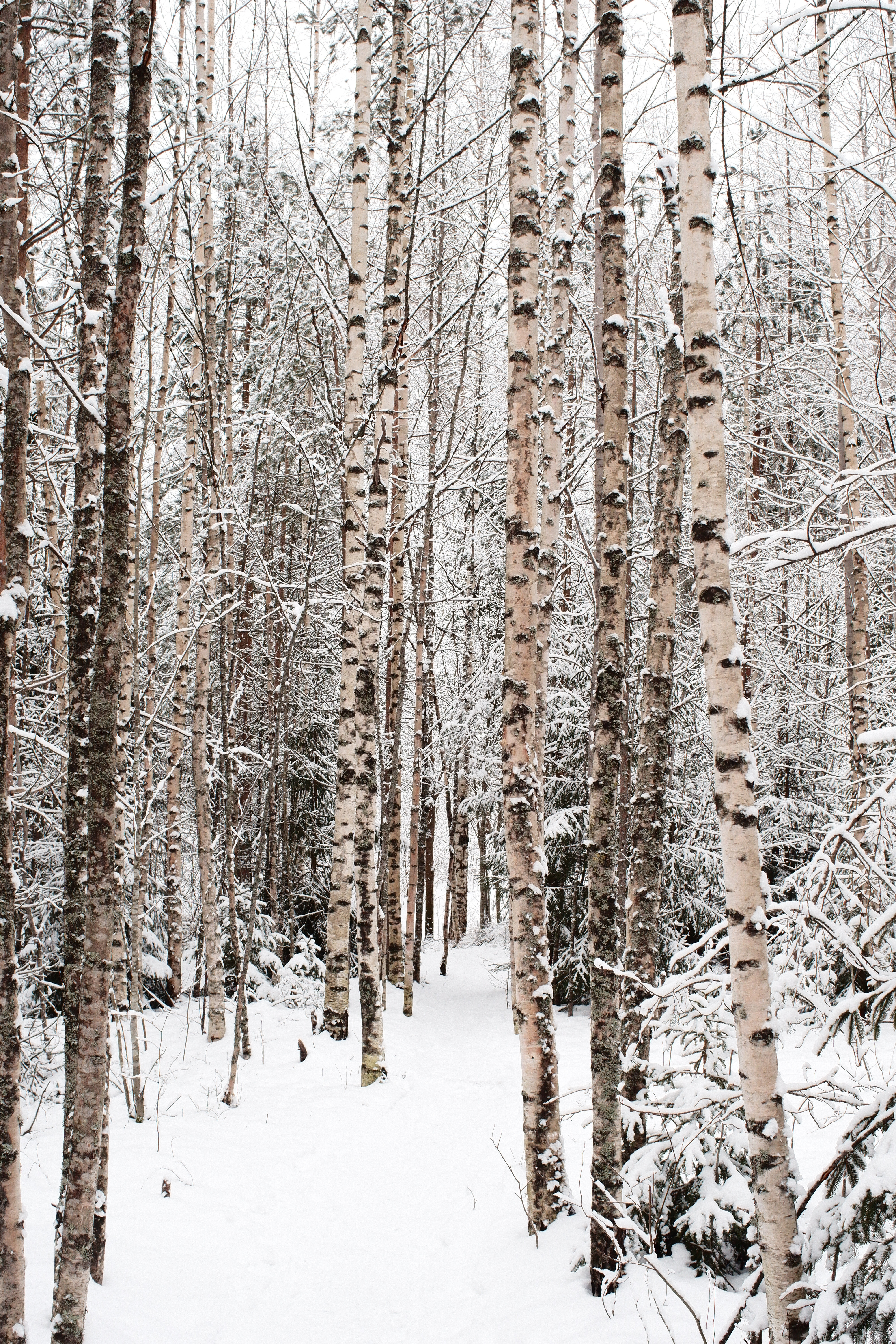 Скачать обои бесплатно Снег, Природа, Деревья, Лес, Зима, Березы картинка на рабочий стол ПК
