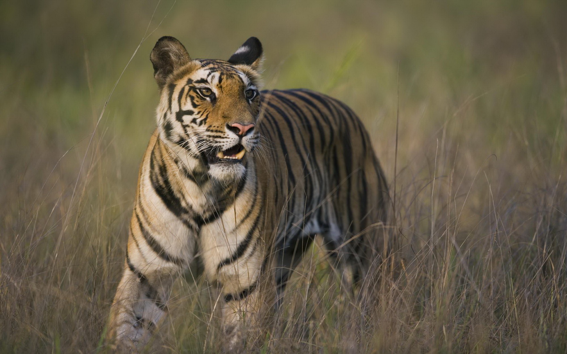 Baixar papel de parede para celular de Gatos, Animais, Tigre gratuito.