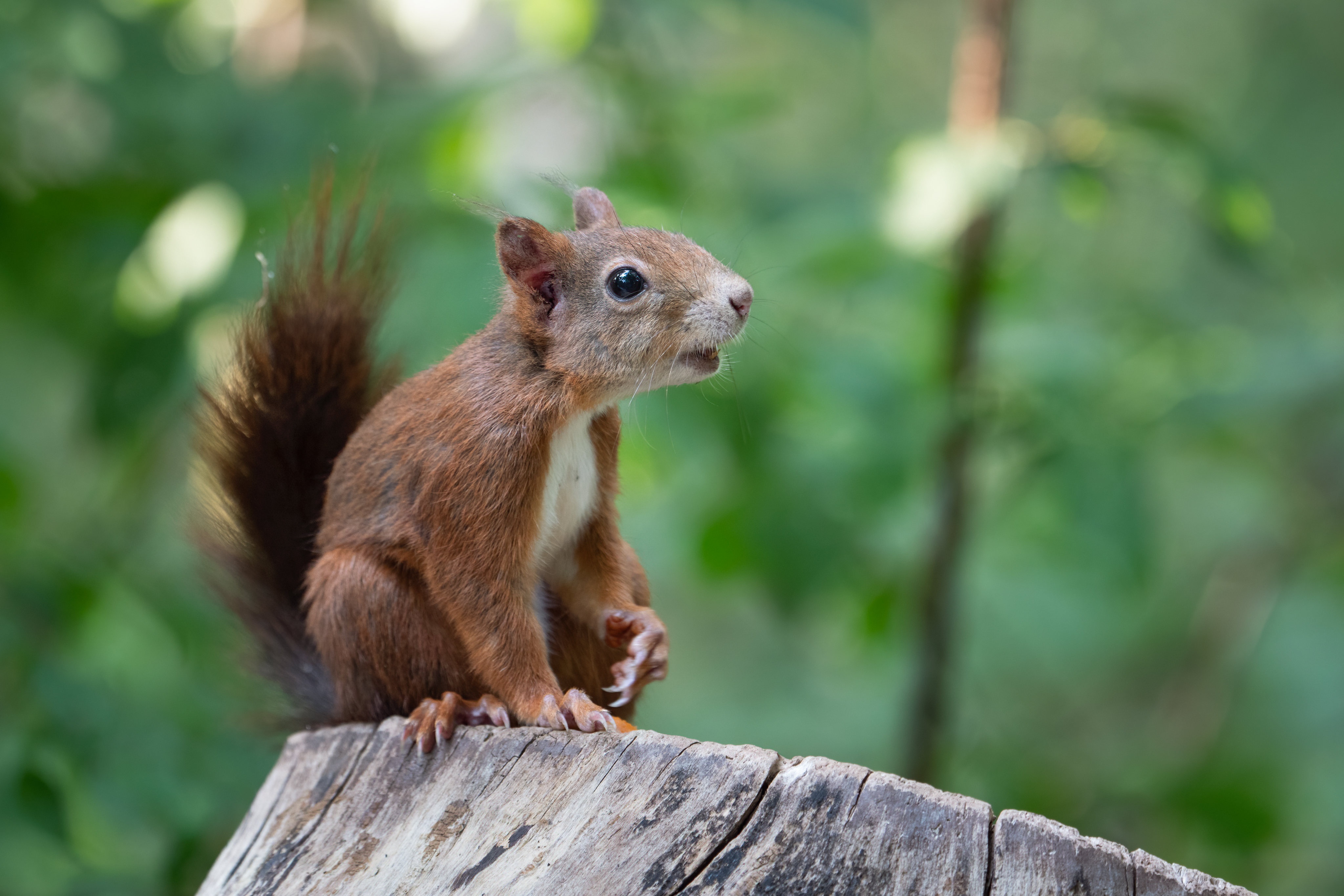 Laden Sie das Tiere, Eichhörnchen, Stumpf, Nagetier-Bild kostenlos auf Ihren PC-Desktop herunter