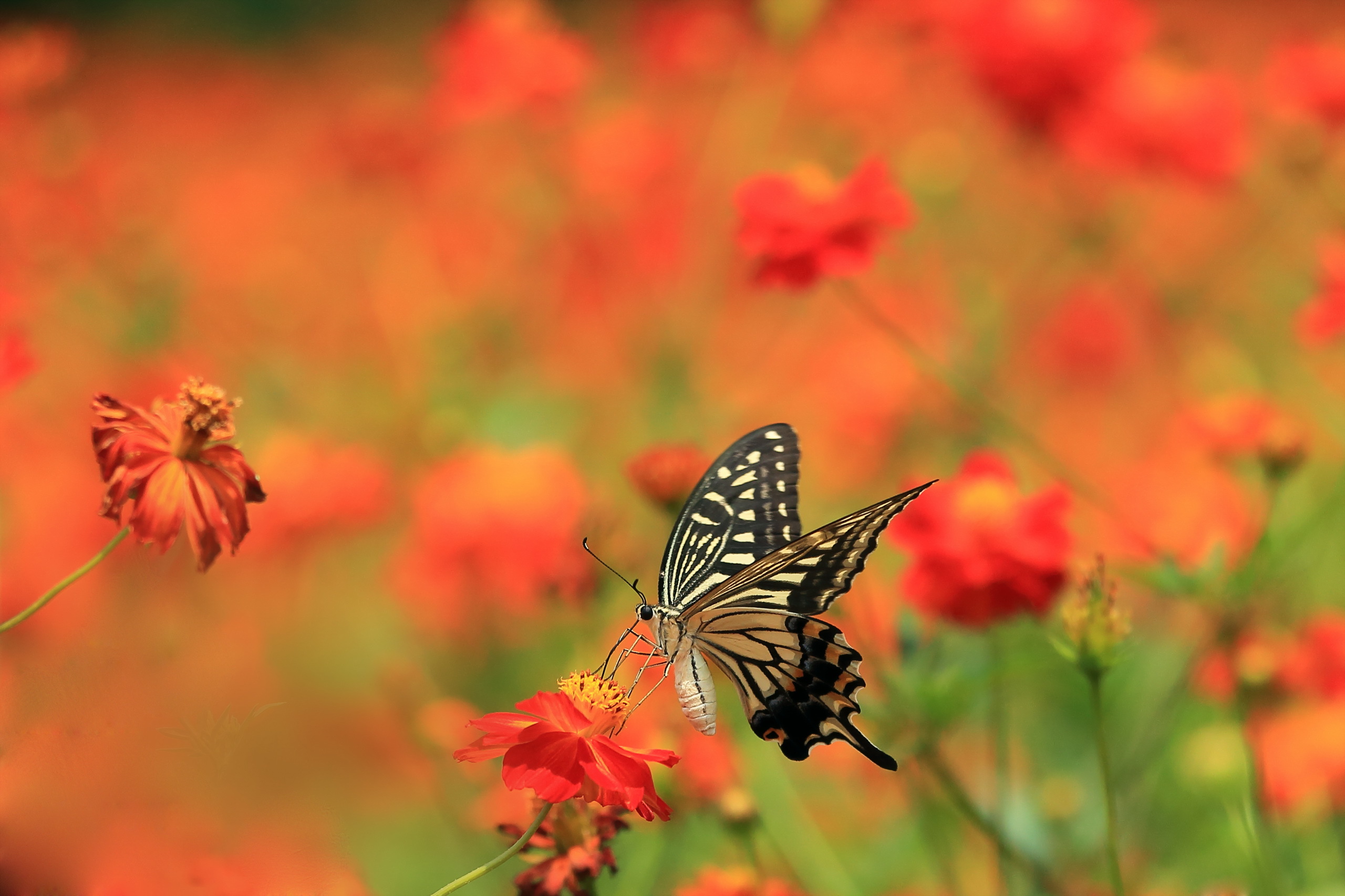 Téléchargez gratuitement l'image Animaux, Fleur, Insecte, Papillon, La Nature, Fleur D'oranger, Profondeur De Champ sur le bureau de votre PC