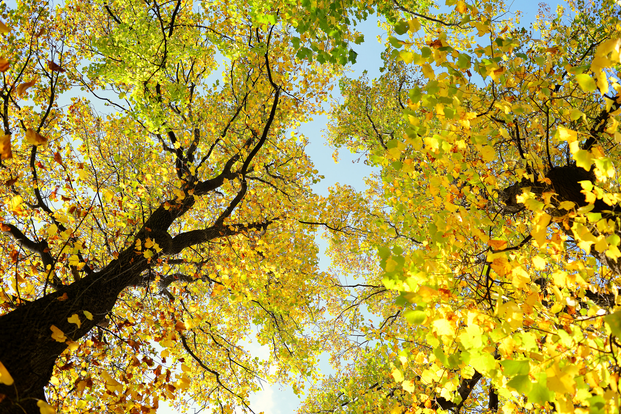 Скачать картинку Деревья, Осень, Дерево, Земля/природа, Верхушки Деревьев в телефон бесплатно.