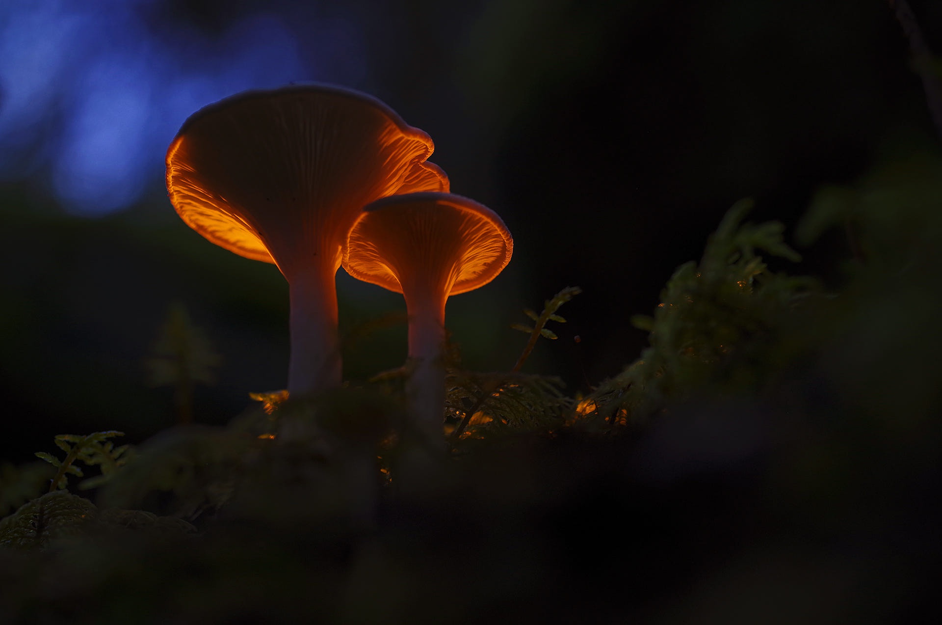 Download mobile wallpaper Night, Earth, Mushroom for free.