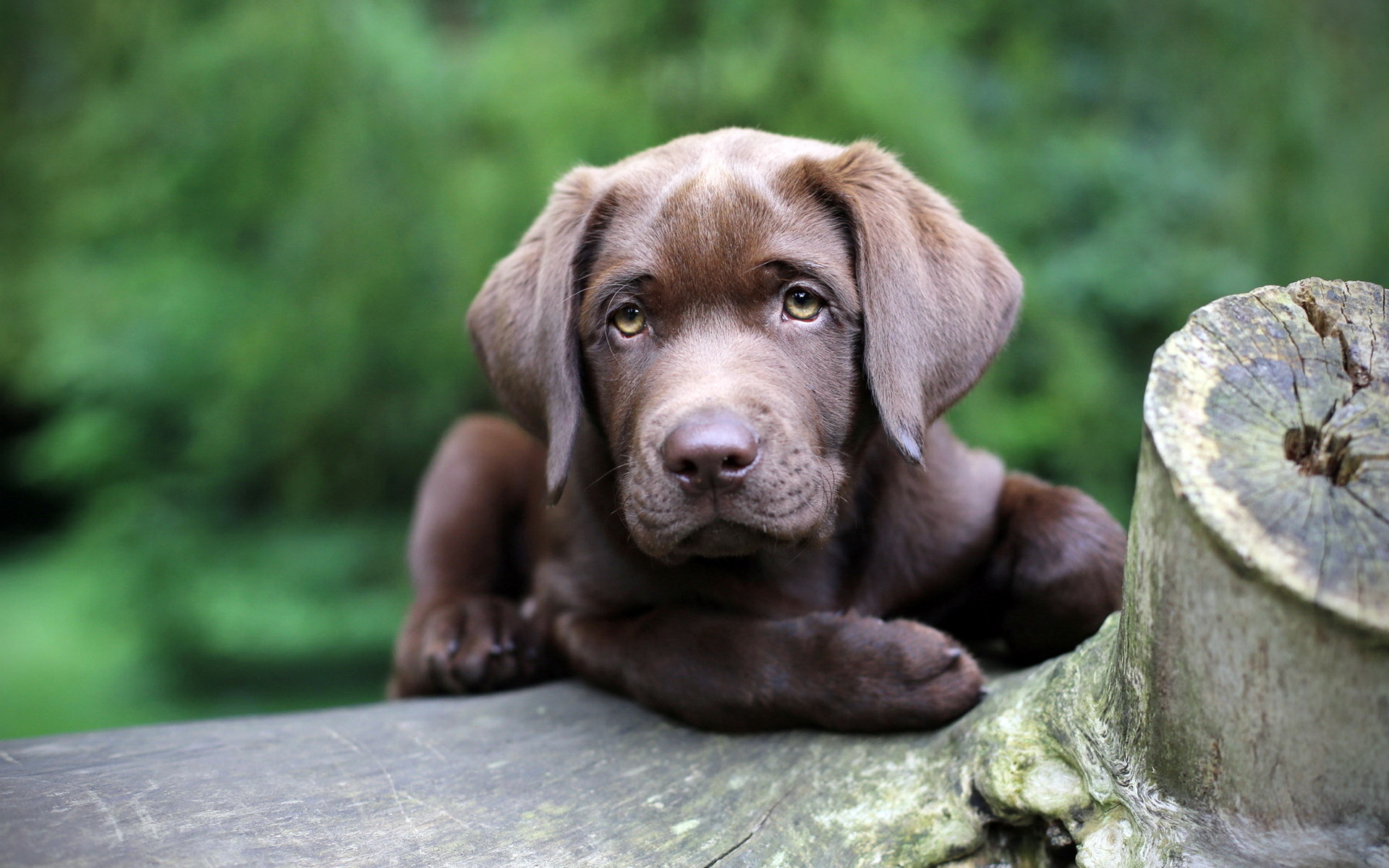 無料モバイル壁紙動物, 犬をダウンロードします。