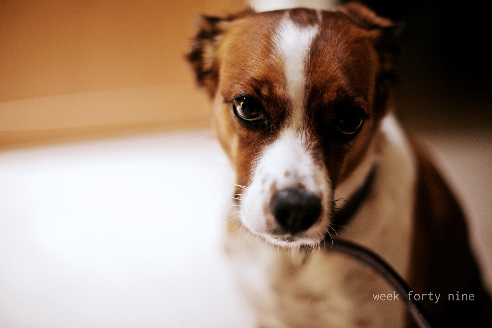 Téléchargez gratuitement l'image Chiens, Chien, Animaux sur le bureau de votre PC