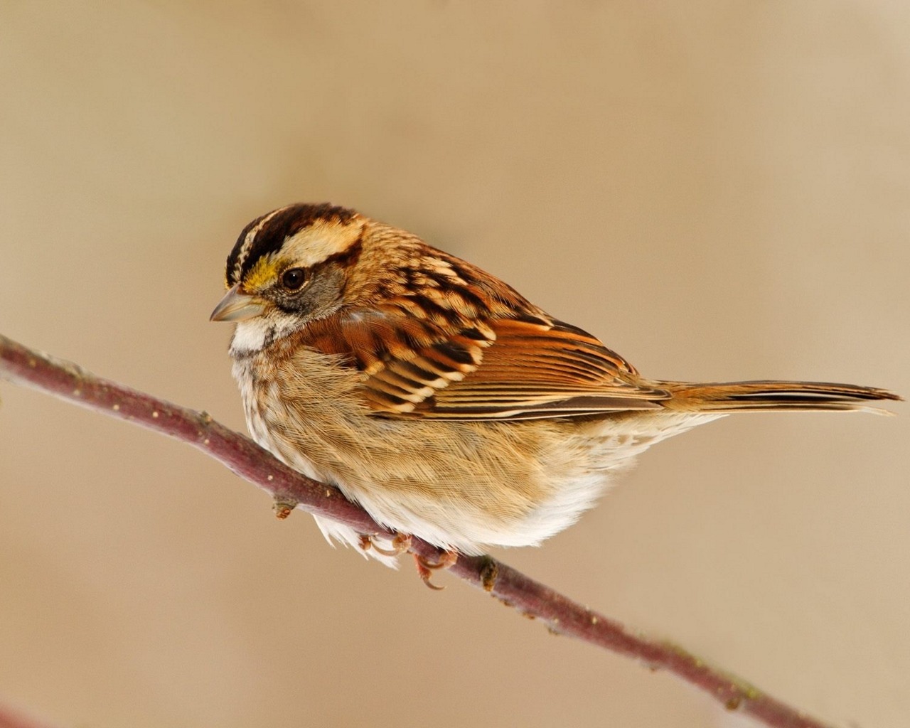 Laden Sie das Tiere, Vogel-Bild kostenlos auf Ihren PC-Desktop herunter