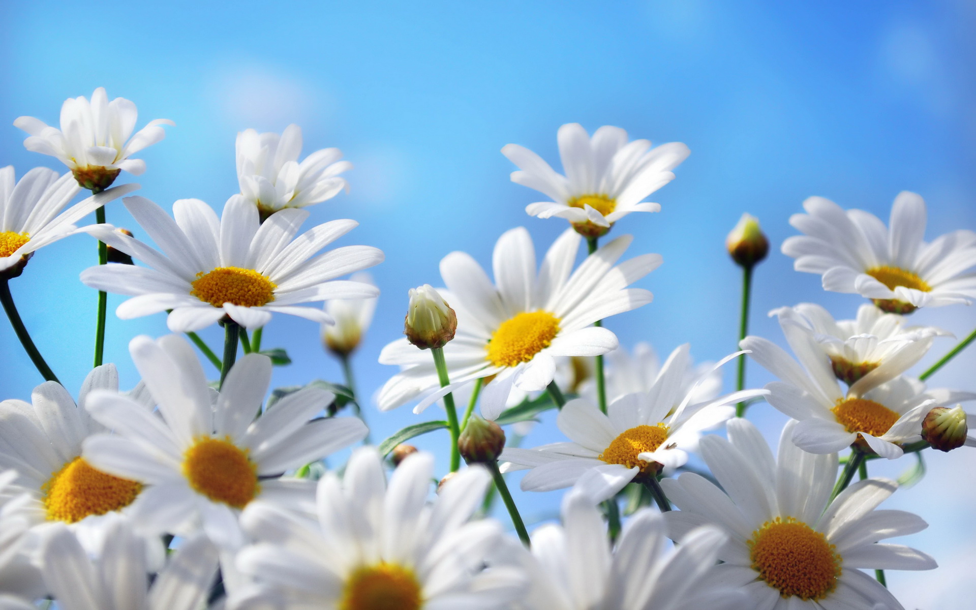 Download mobile wallpaper Earth, Daisy for free.