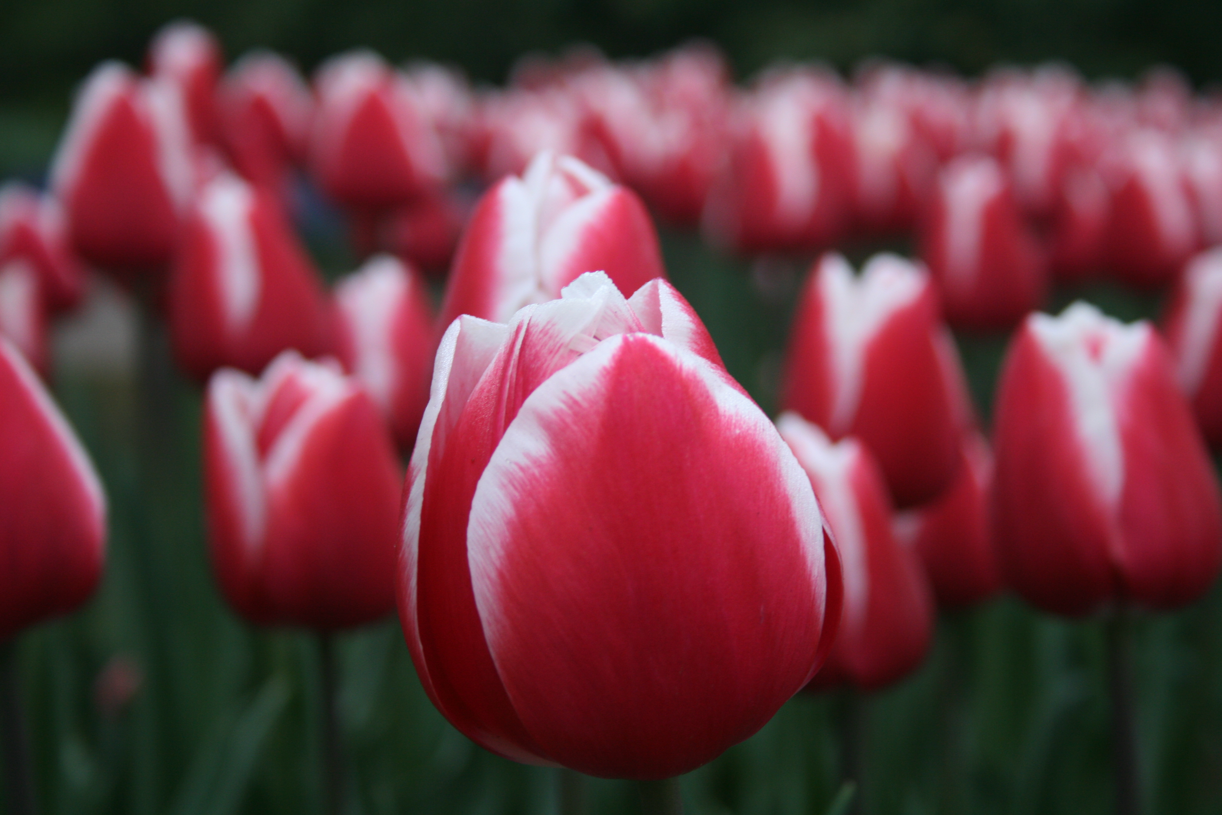 Download mobile wallpaper Nature, Flowers, Flower, Blur, Earth, Tulip, Red Flower for free.