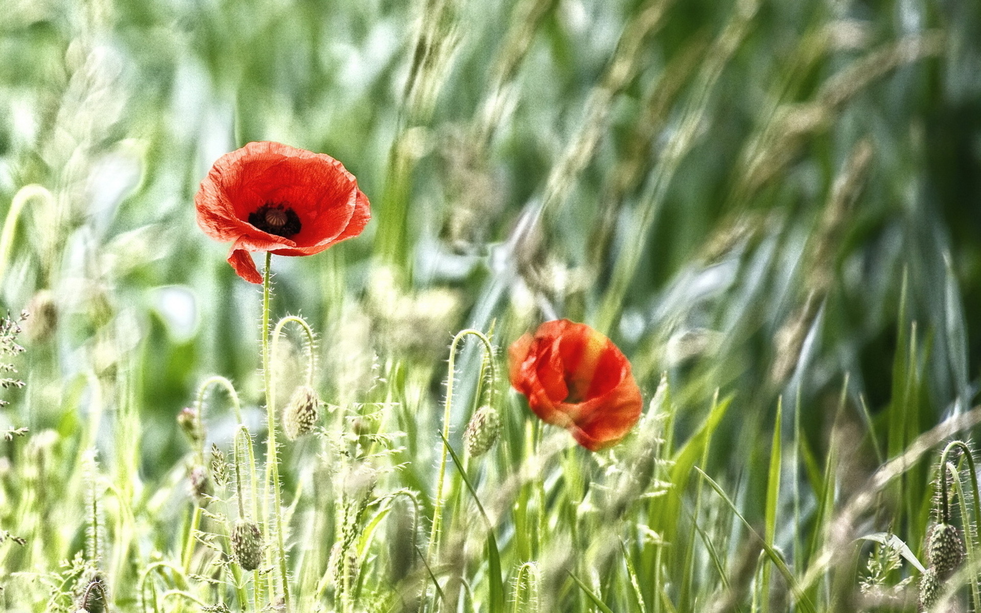 Download mobile wallpaper Poppy, Flowers, Earth for free.