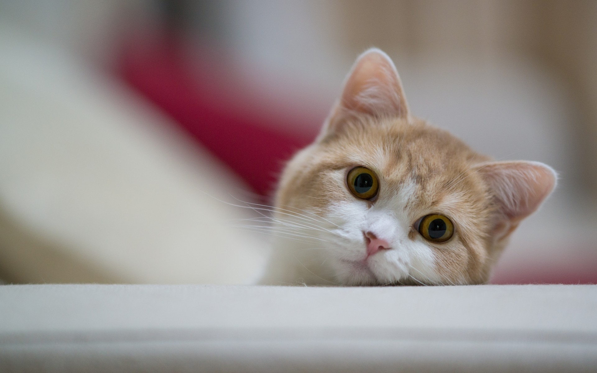 Baixar papel de parede para celular de Animais, Gato gratuito.