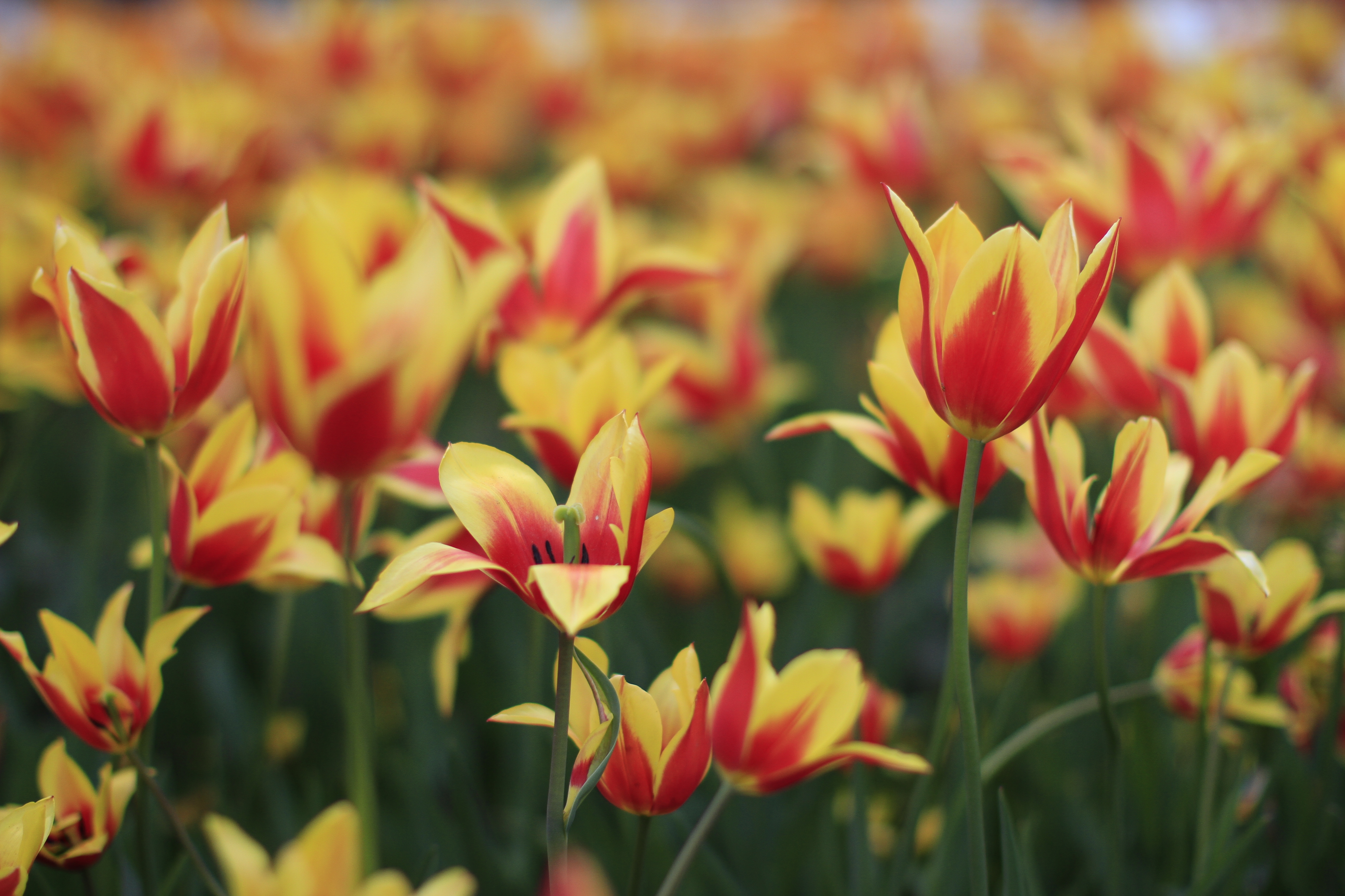 Descarga gratuita de fondo de pantalla para móvil de Naturaleza, Flores, Flor, Tulipán, Tierra/naturaleza.