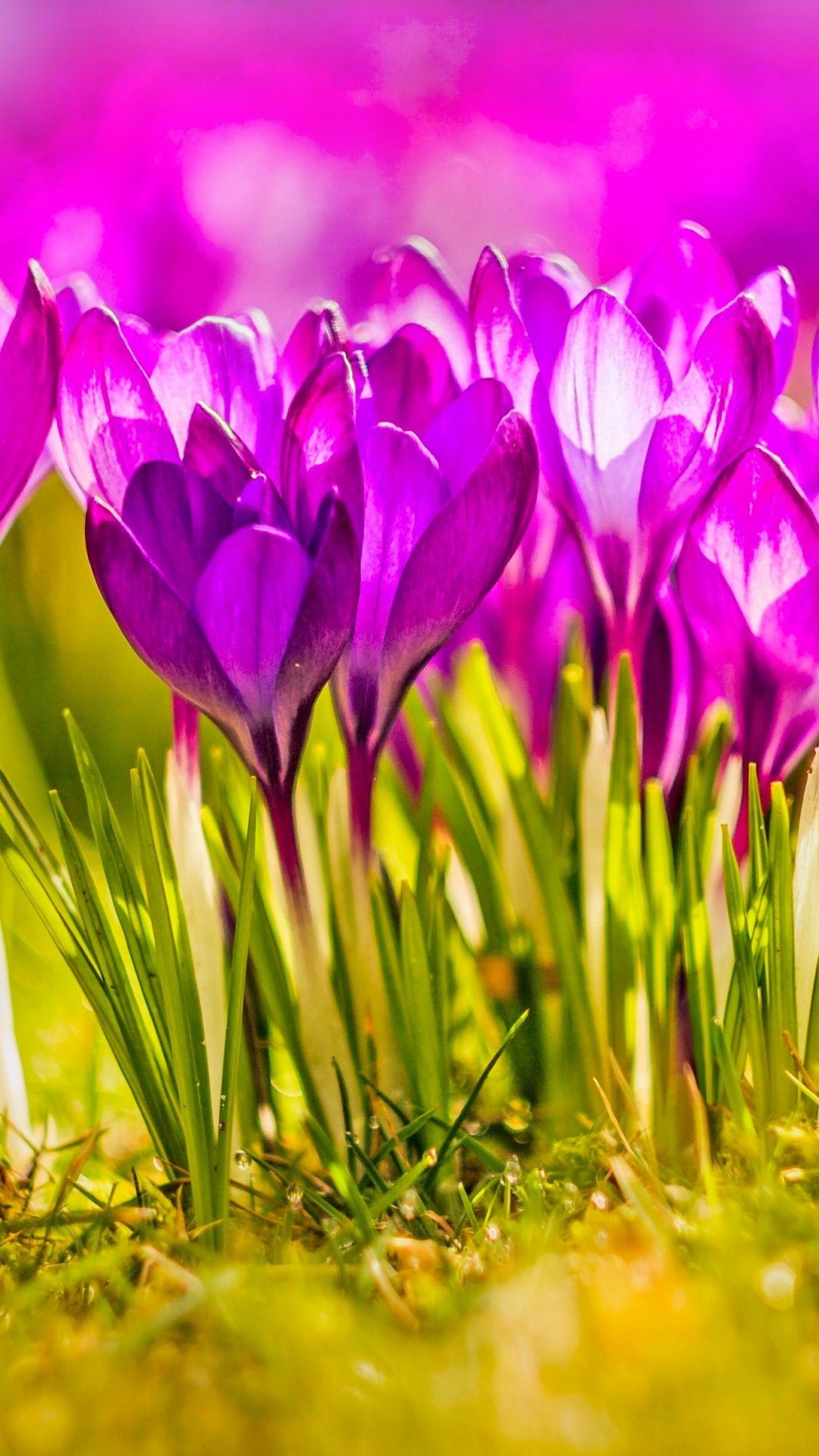 無料モバイル壁紙フラワーズ, 花, 地球, 春, クロッカス, ピンクの花をダウンロードします。