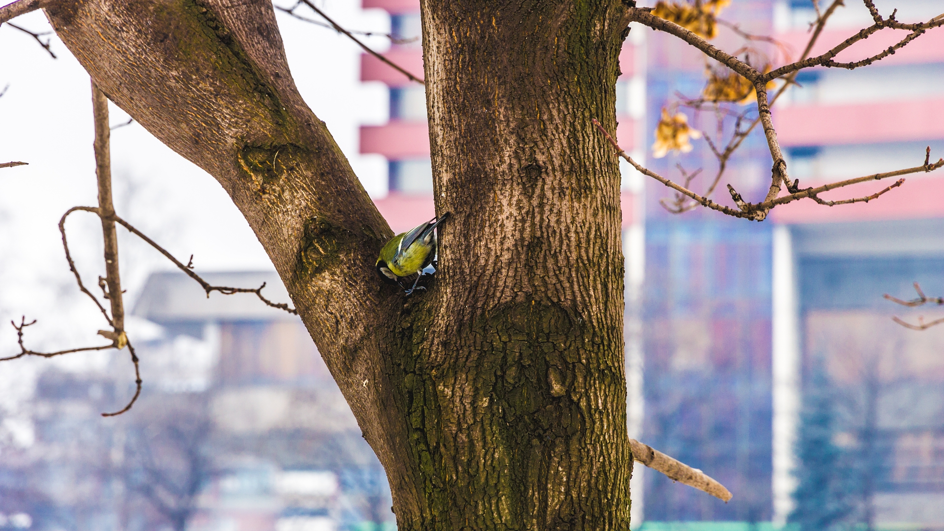 Download mobile wallpaper Nature, Birds, Bird, Tree, Animal for free.