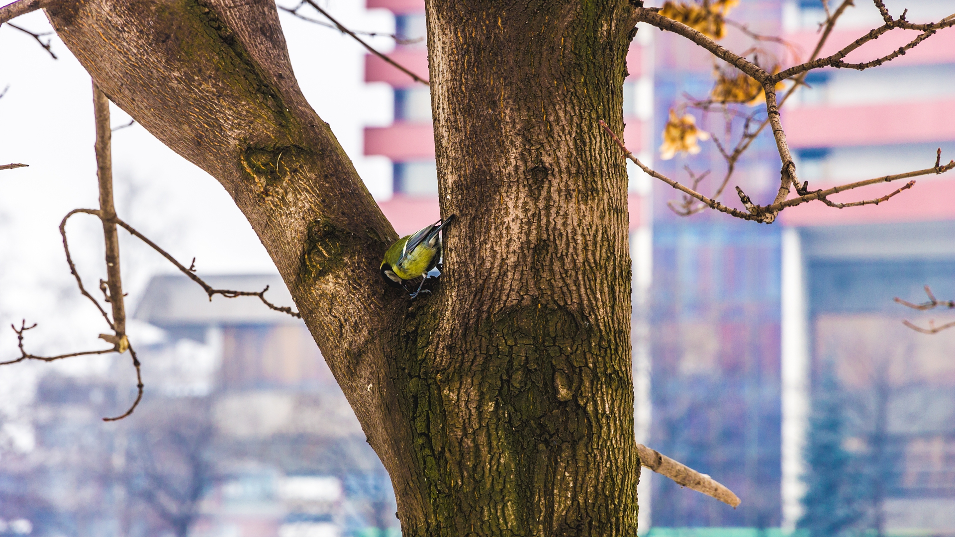 Téléchargez des papiers peints mobile Animaux, Oiseau, Arbre, Des Oiseaux, La Nature gratuitement.