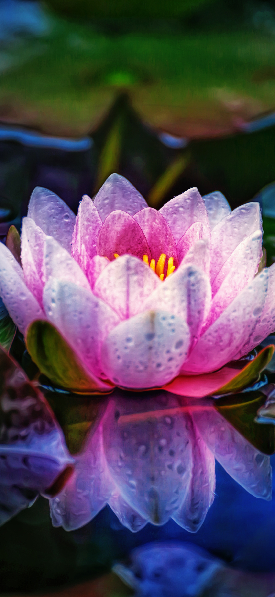 Download mobile wallpaper Flowers, Reflection, Macro, Earth, Dew, Water Lily, Pink Flower for free.