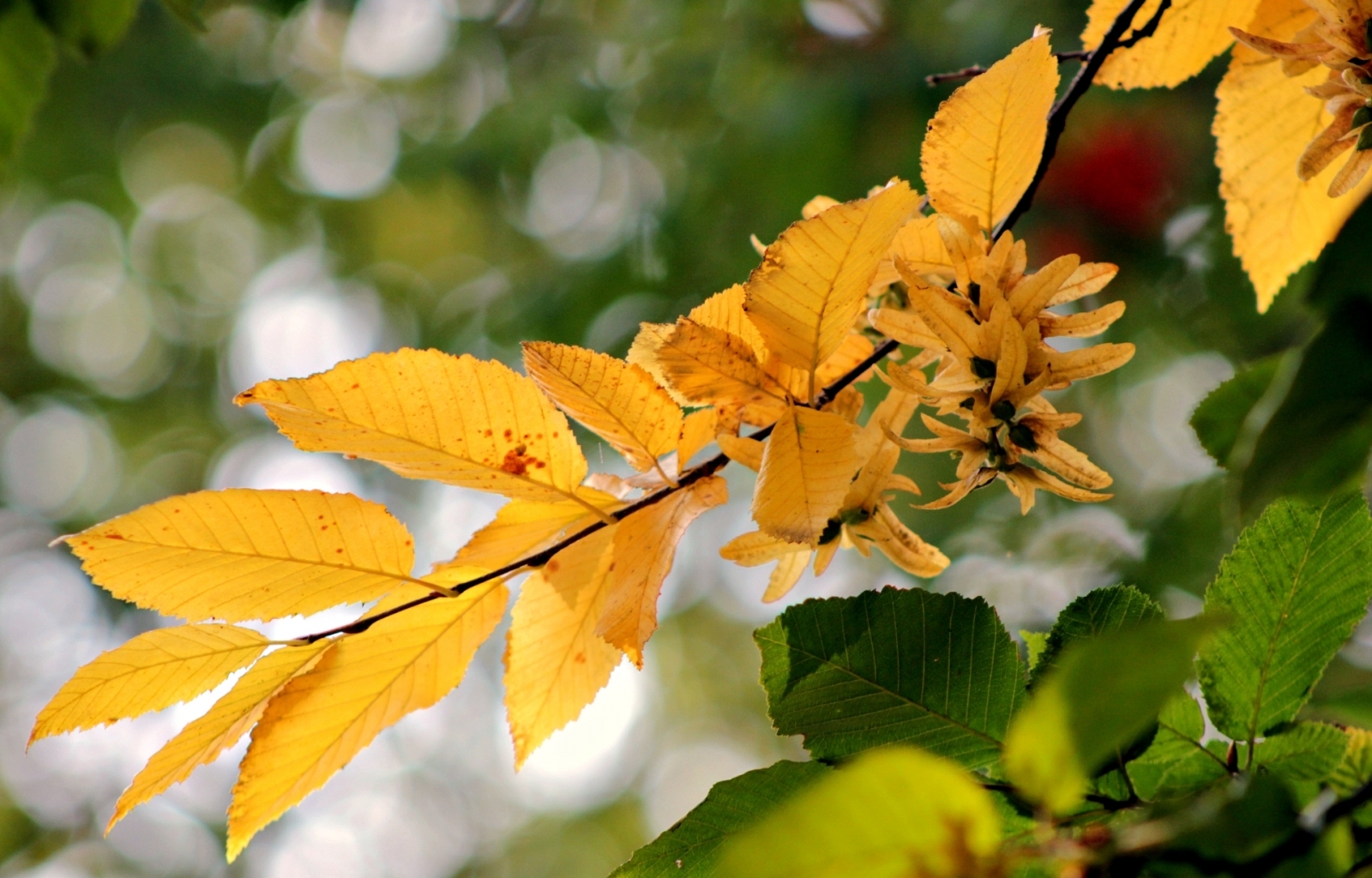 Скачать картинку Растения, Листья, Осень в телефон бесплатно.