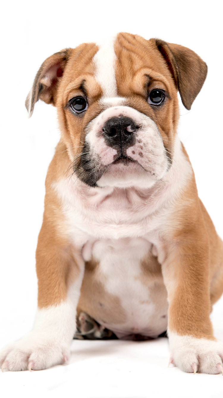 Download mobile wallpaper Dogs, Dog, Animal, Puppy for free.