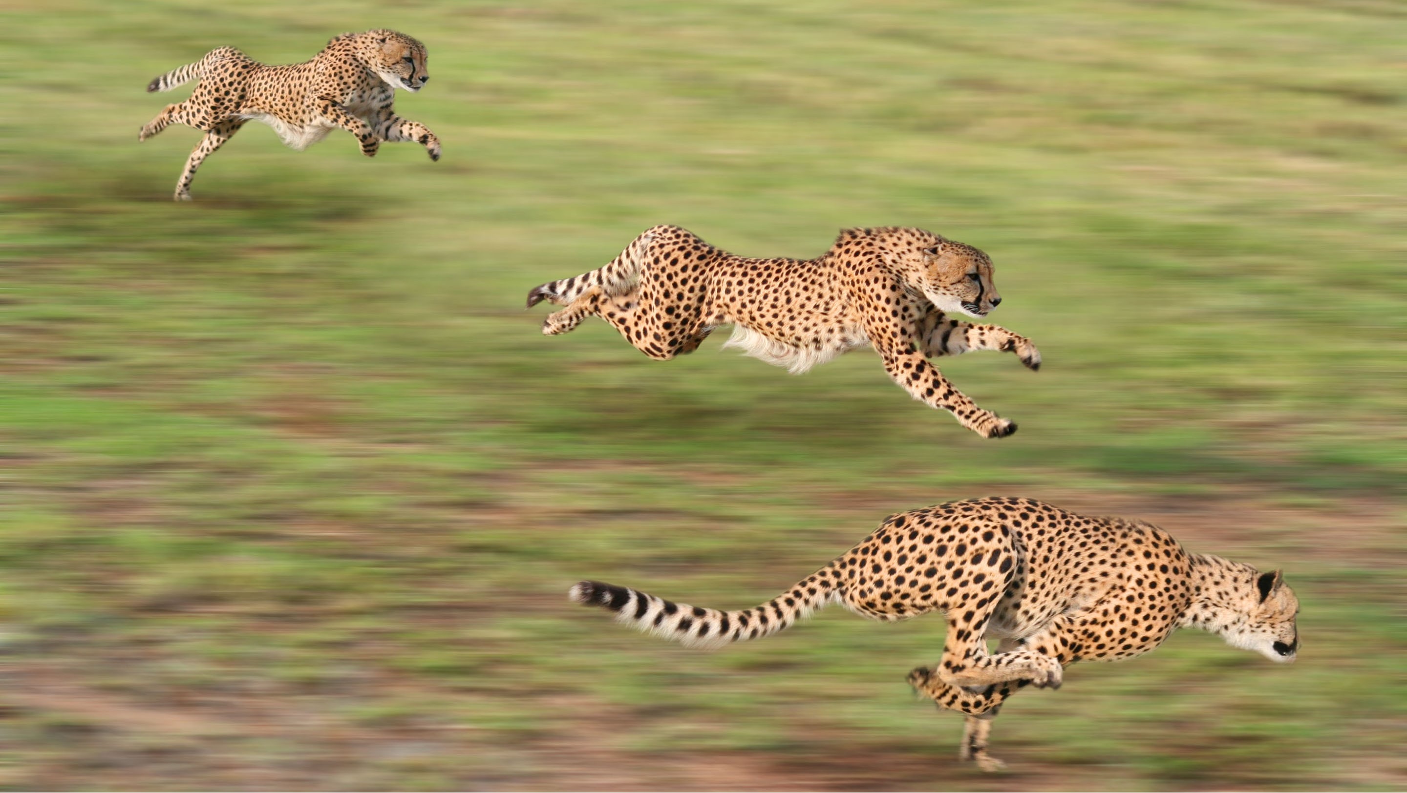 Handy-Wallpaper Gepard, Katzen, Tiere kostenlos herunterladen.