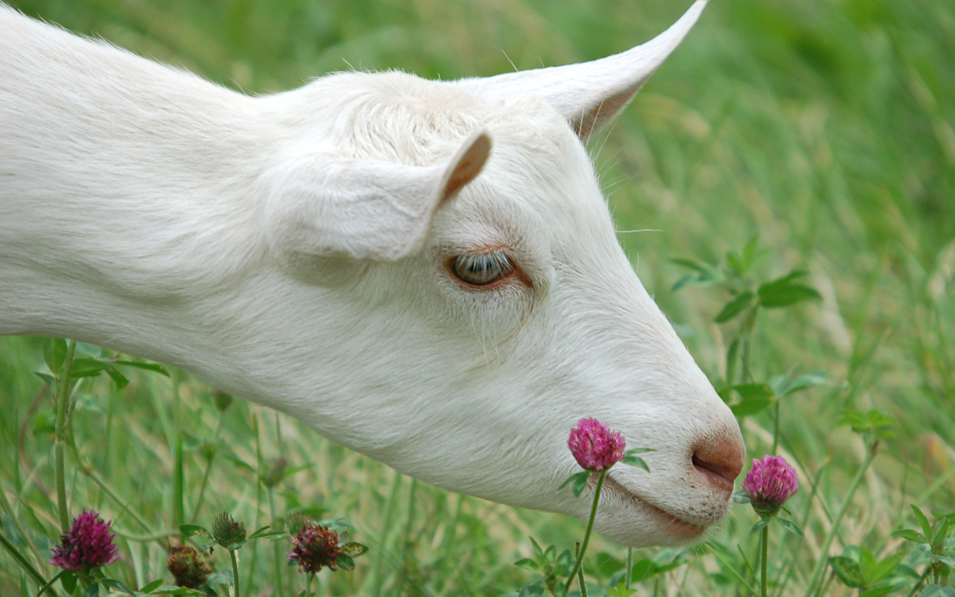 Laden Sie das Tiere, Ziege-Bild kostenlos auf Ihren PC-Desktop herunter