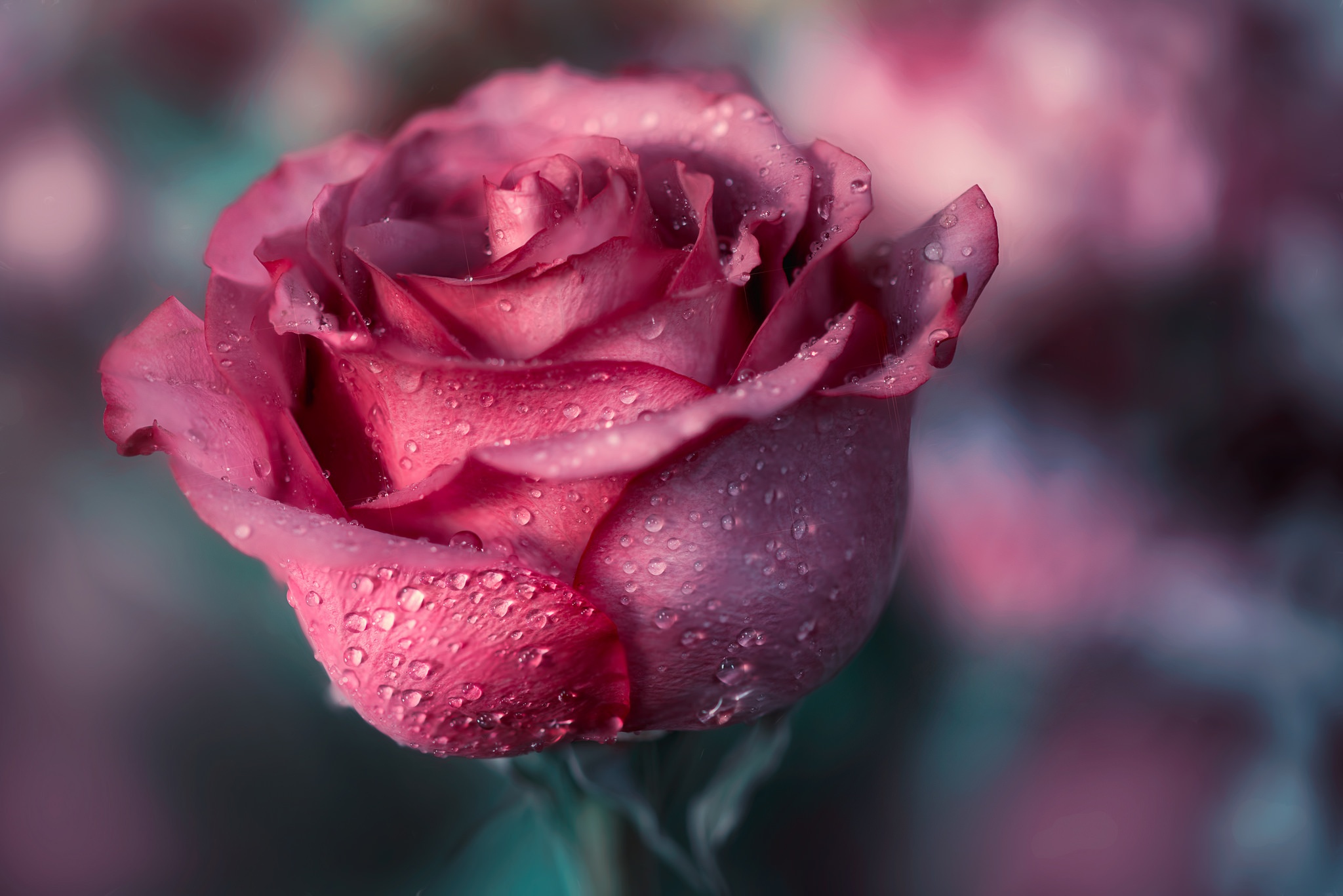 Free download wallpaper Flowers, Flower, Rose, Earth on your PC desktop