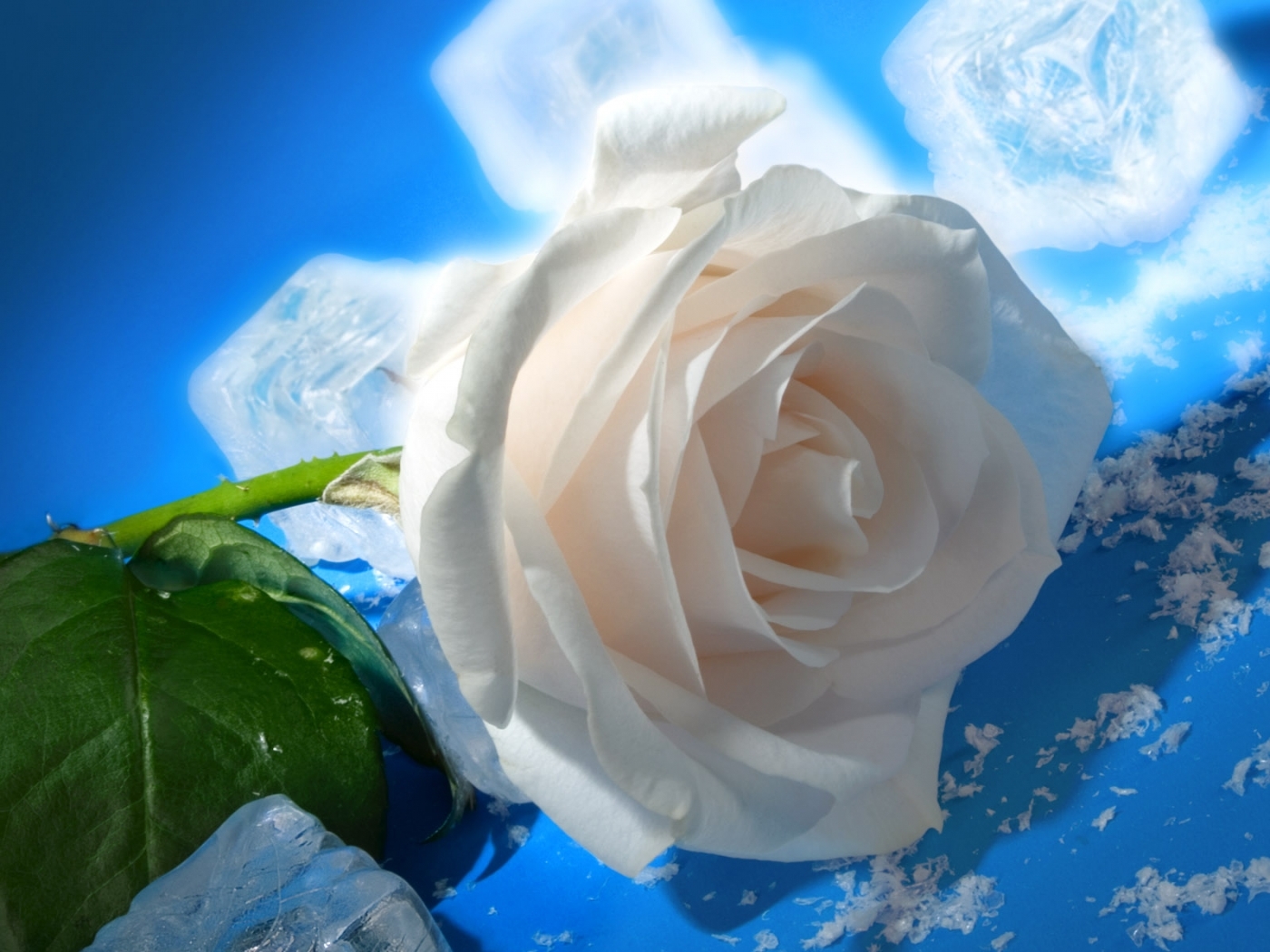 Téléchargez gratuitement l'image Roses, Plantes, Fleurs, Glace sur le bureau de votre PC
