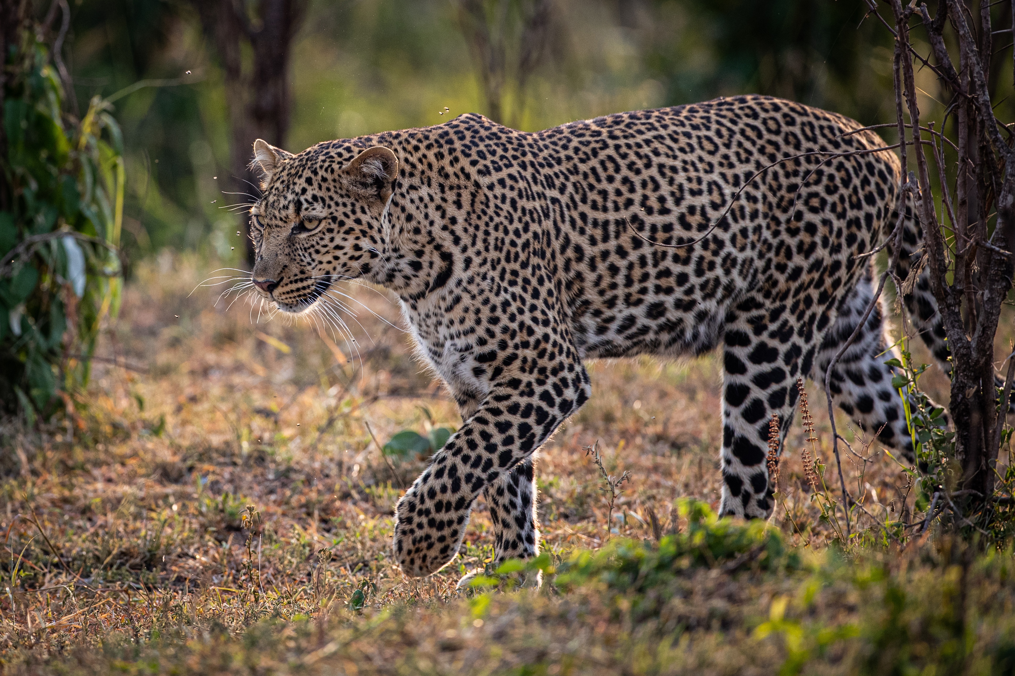 Baixar papel de parede para celular de Leopardo, Gatos, Animais gratuito.