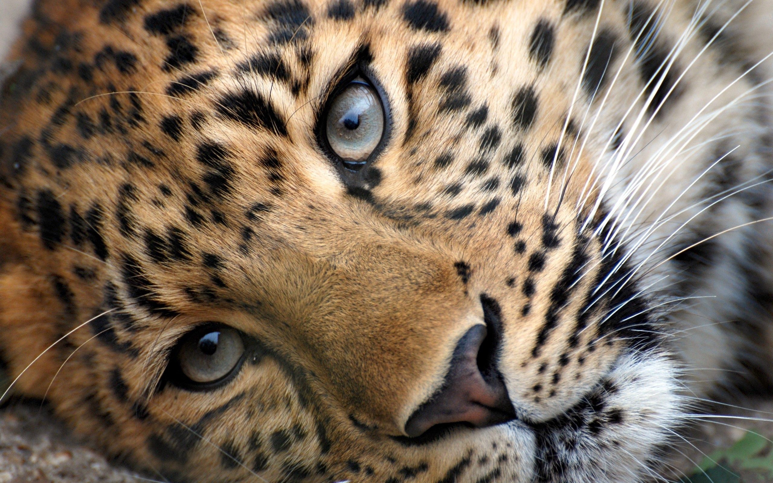 relaxation, eyes, animals, grass, leopard, muzzle, rest, nice, sweetheart
