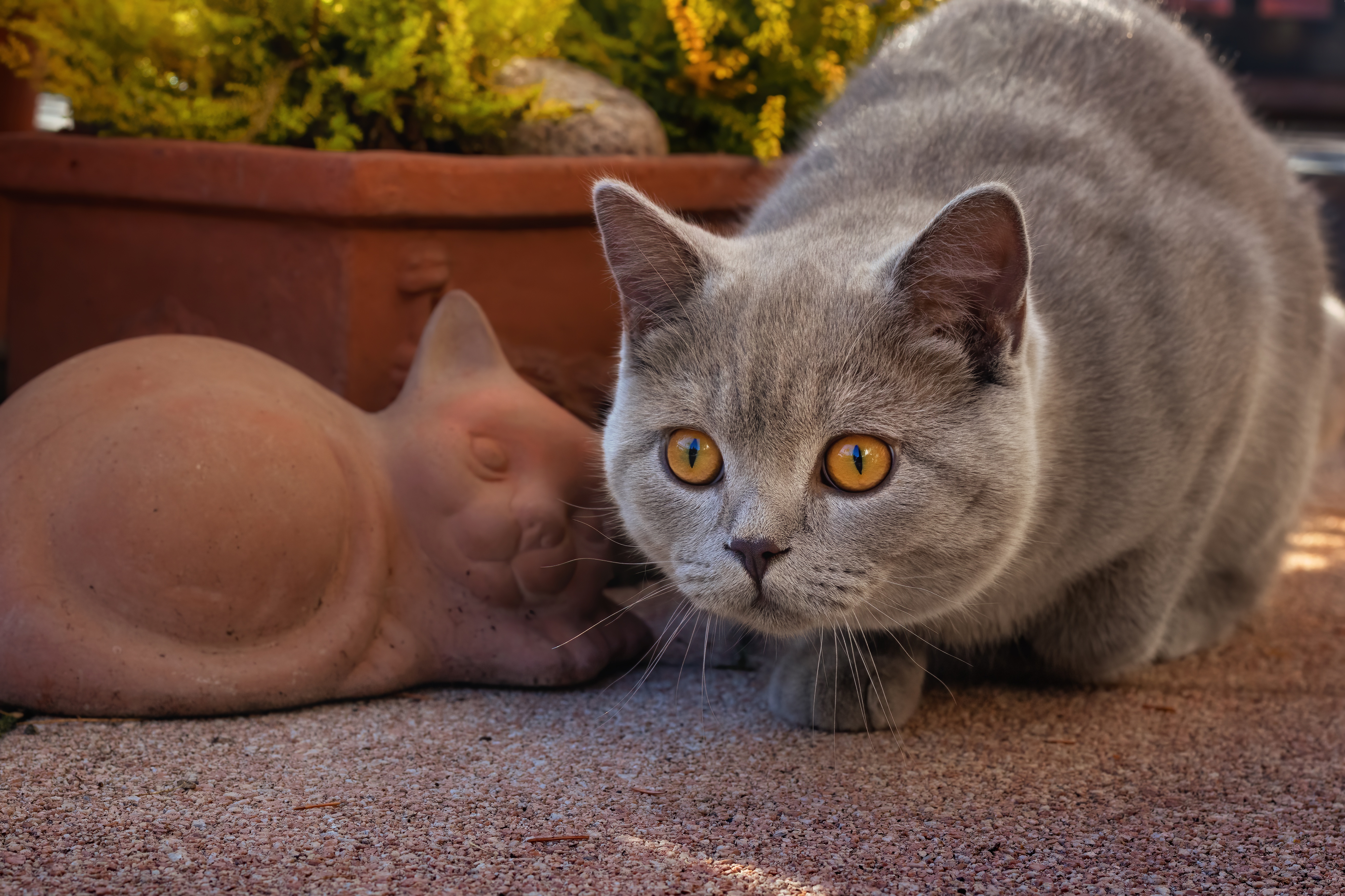 Descarga gratuita de fondo de pantalla para móvil de Animales, Gatos, Gato.