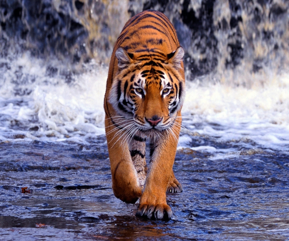 Download mobile wallpaper Cats, Tiger, Animal for free.