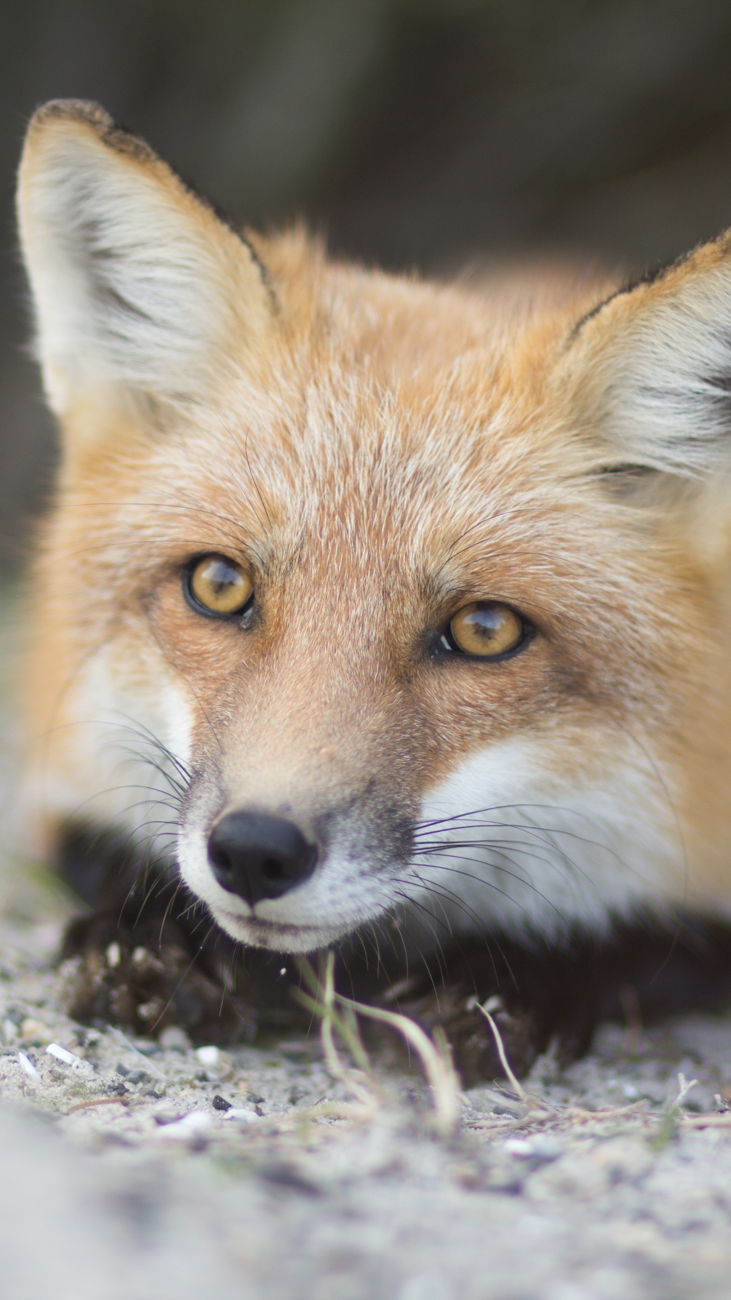 無料モバイル壁紙動物, 狐をダウンロードします。