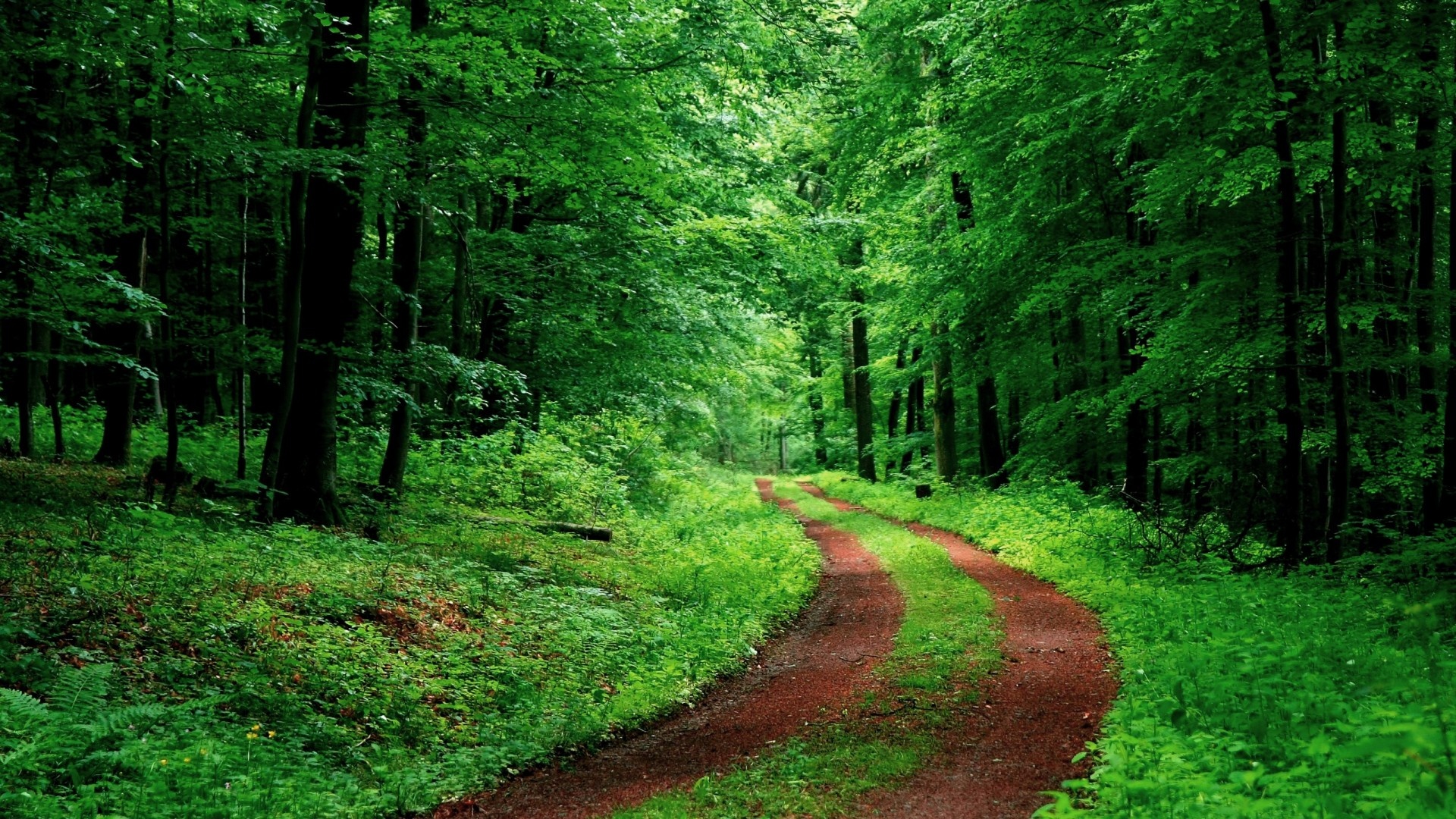 Free download wallpaper Forest, Tree, Path, Man Made on your PC desktop
