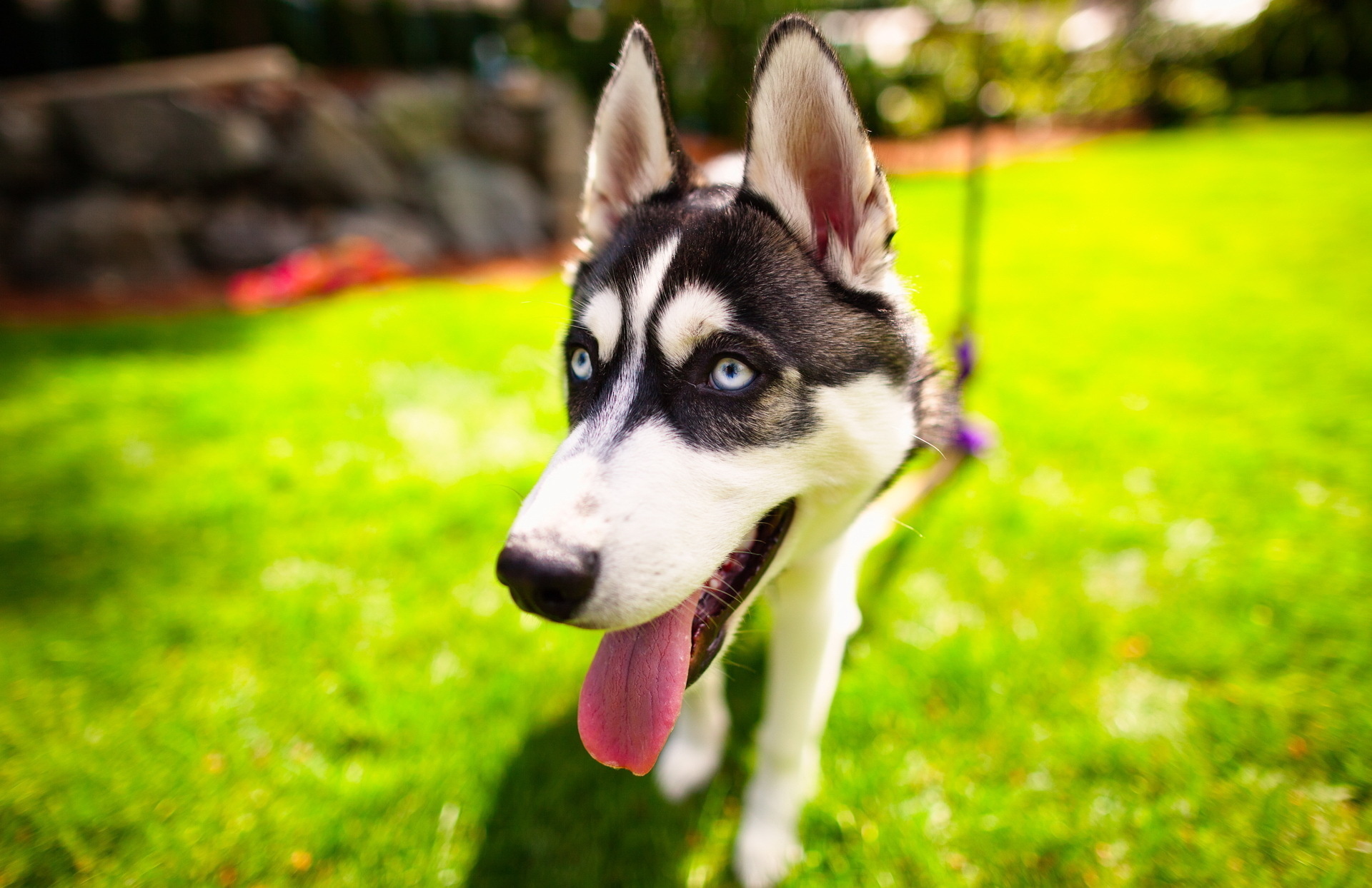 Free download wallpaper Animal, Husky on your PC desktop