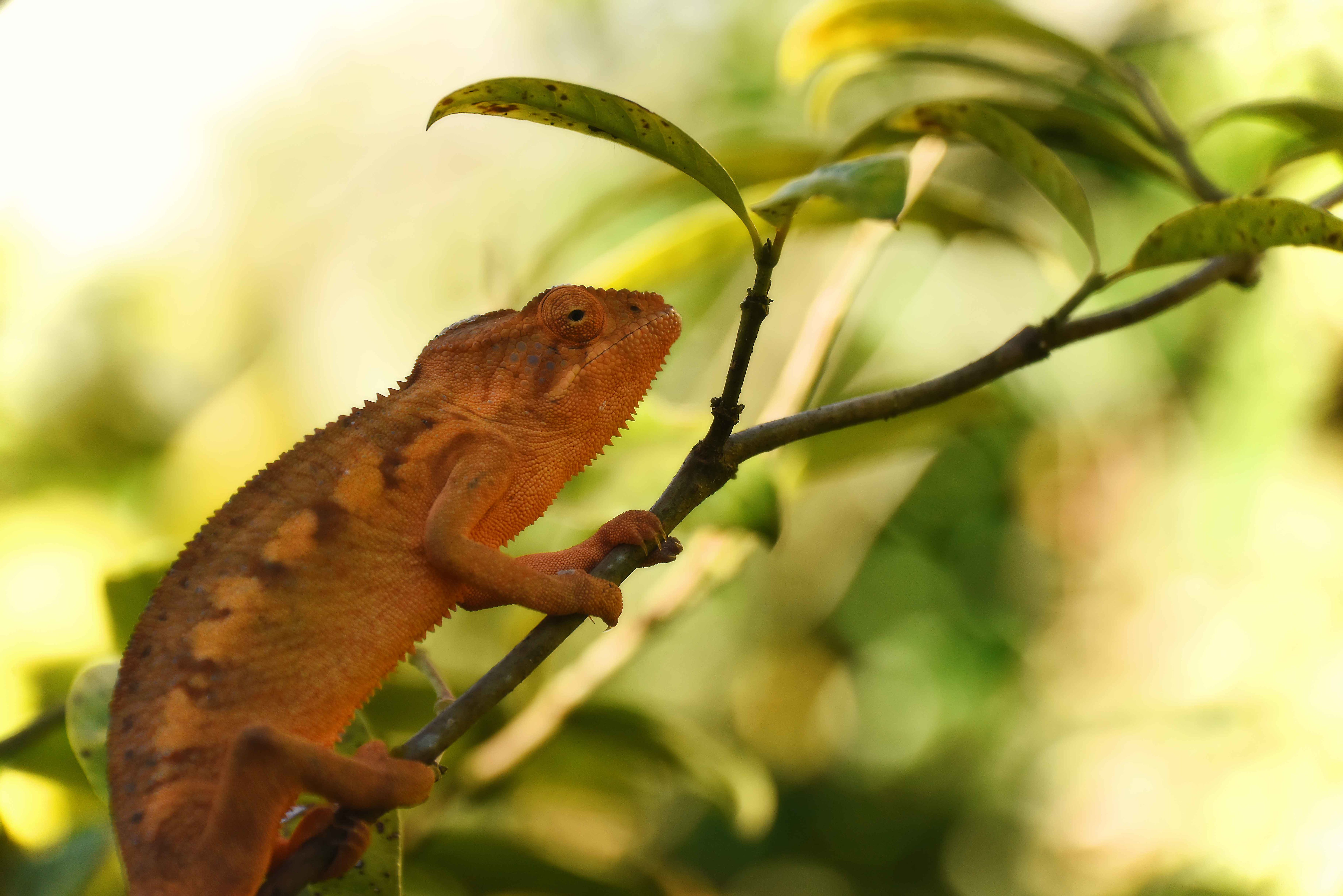 Free download wallpaper Animals, Leaves, Branch, Chameleon, Reptile on your PC desktop