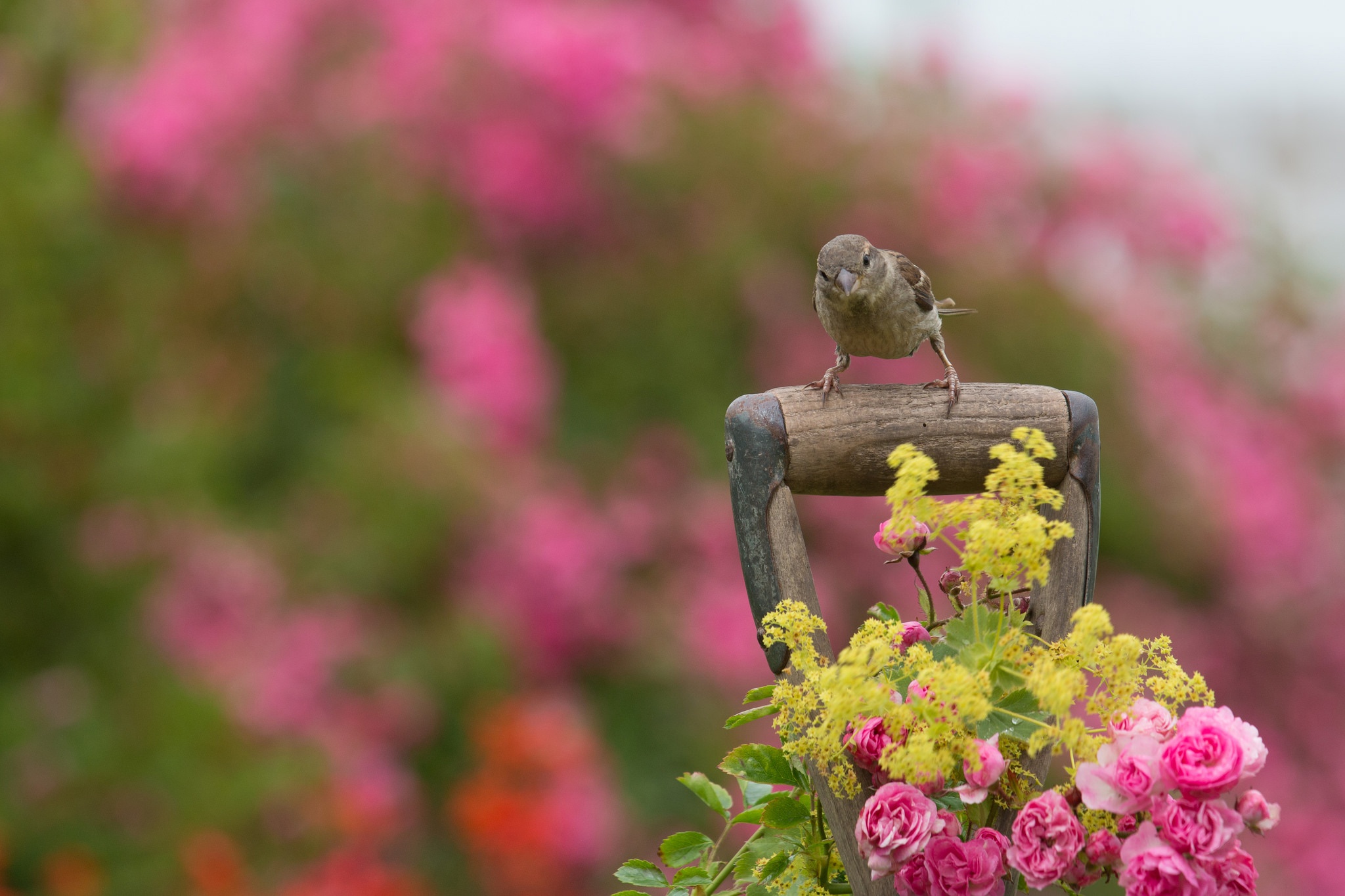 Download mobile wallpaper Birds, Flower, Bird, Rose, Sparrow, Blur, Animal, Pink Flower for free.
