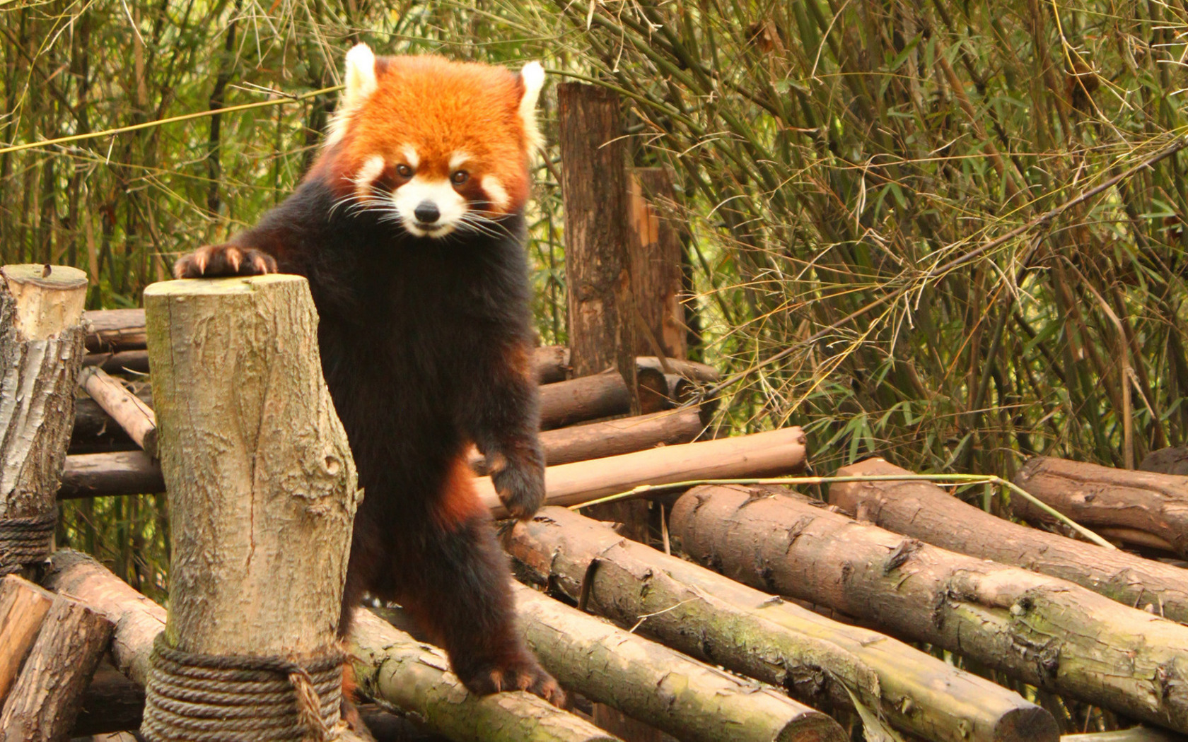 37052 Bild herunterladen tiere, pandas - Hintergrundbilder und Bildschirmschoner kostenlos