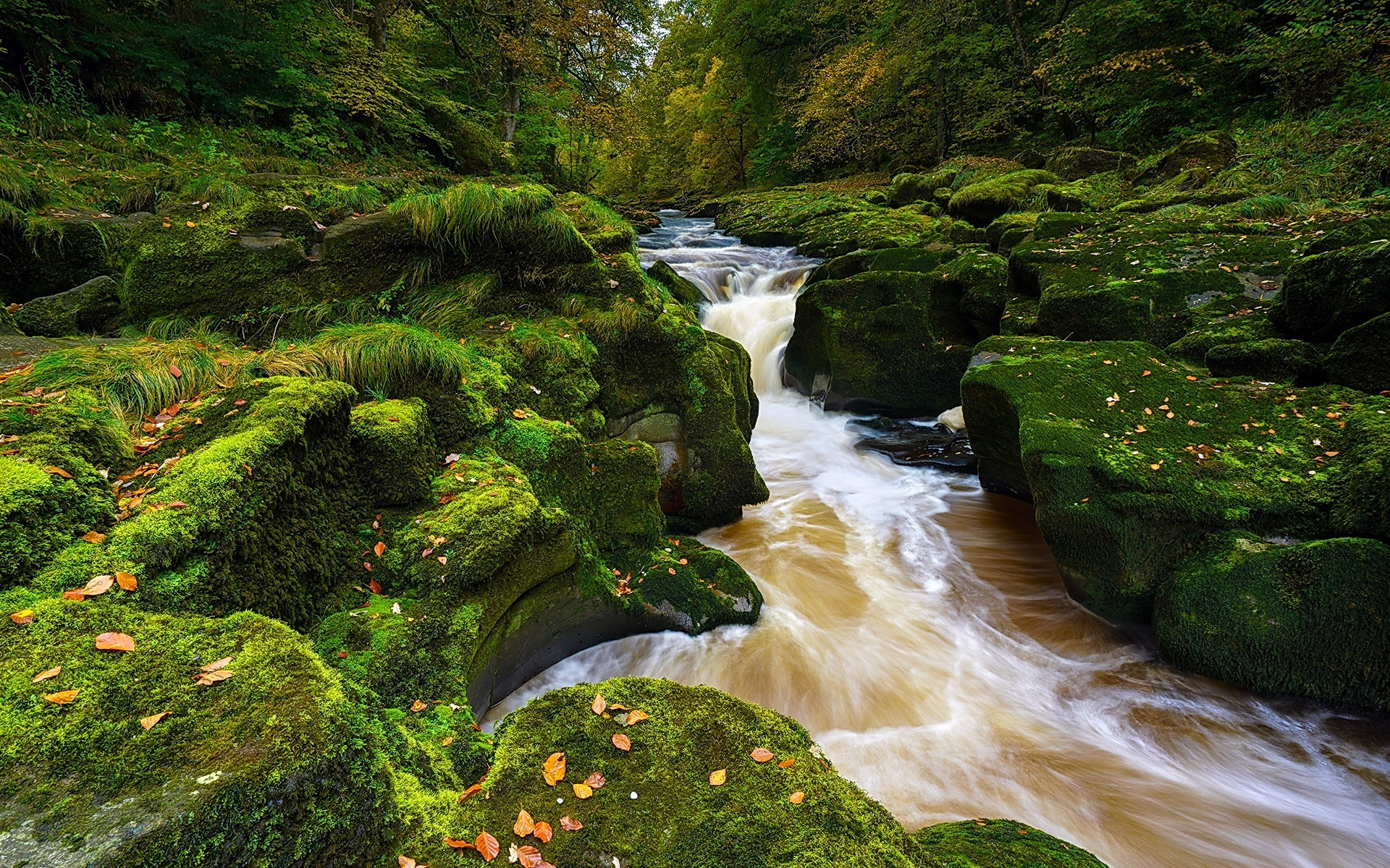 Free download wallpaper Forest, Earth, Moss, River on your PC desktop