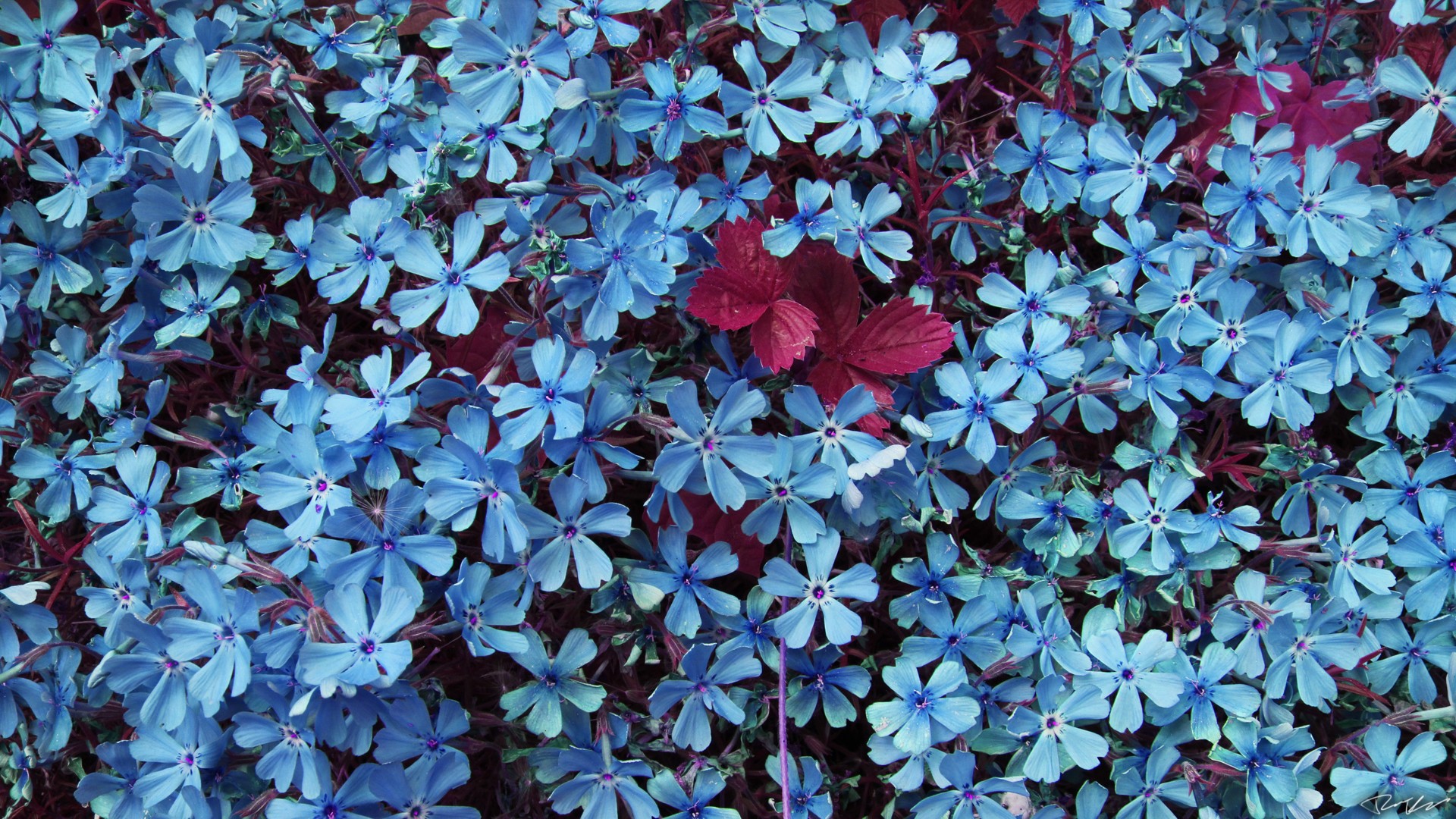 Descarga gratuita de fondo de pantalla para móvil de Flores, Flor, Tierra/naturaleza, Flor Azul.